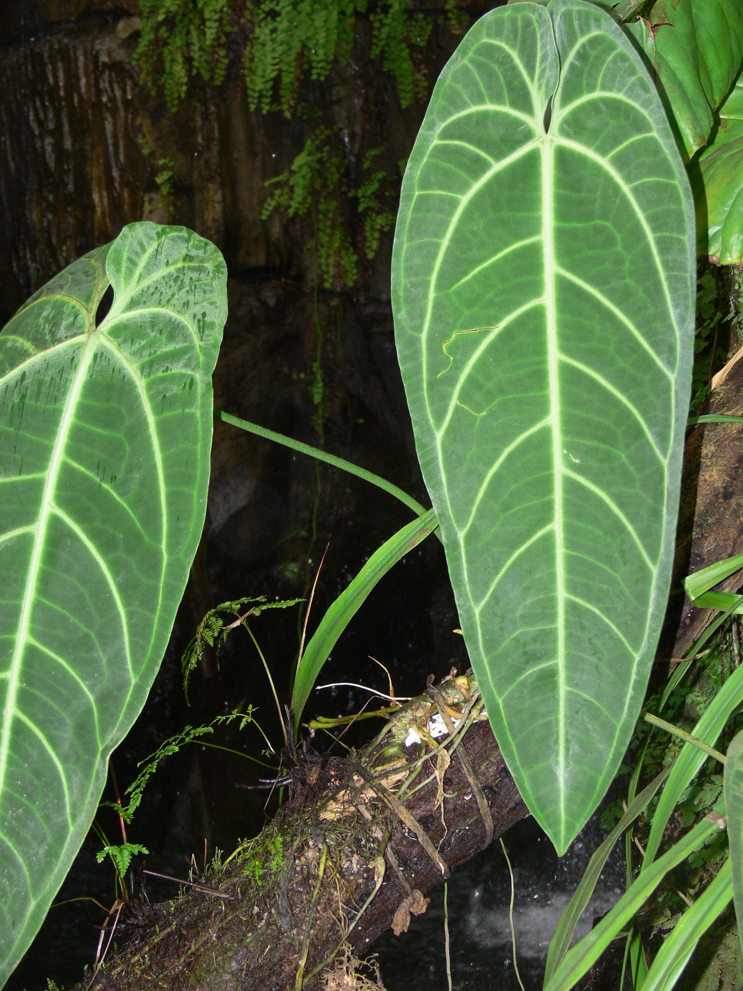Anthurium warocqueanum — reference photo