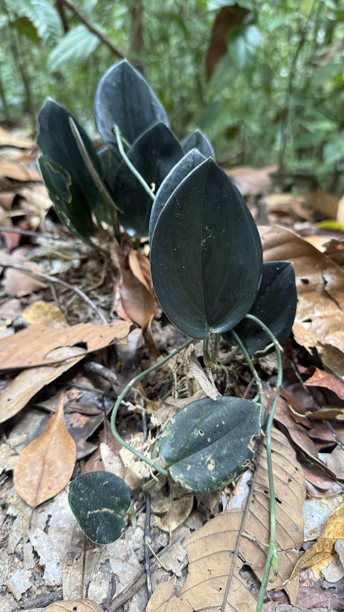 Scindapsus treubii — reference photo