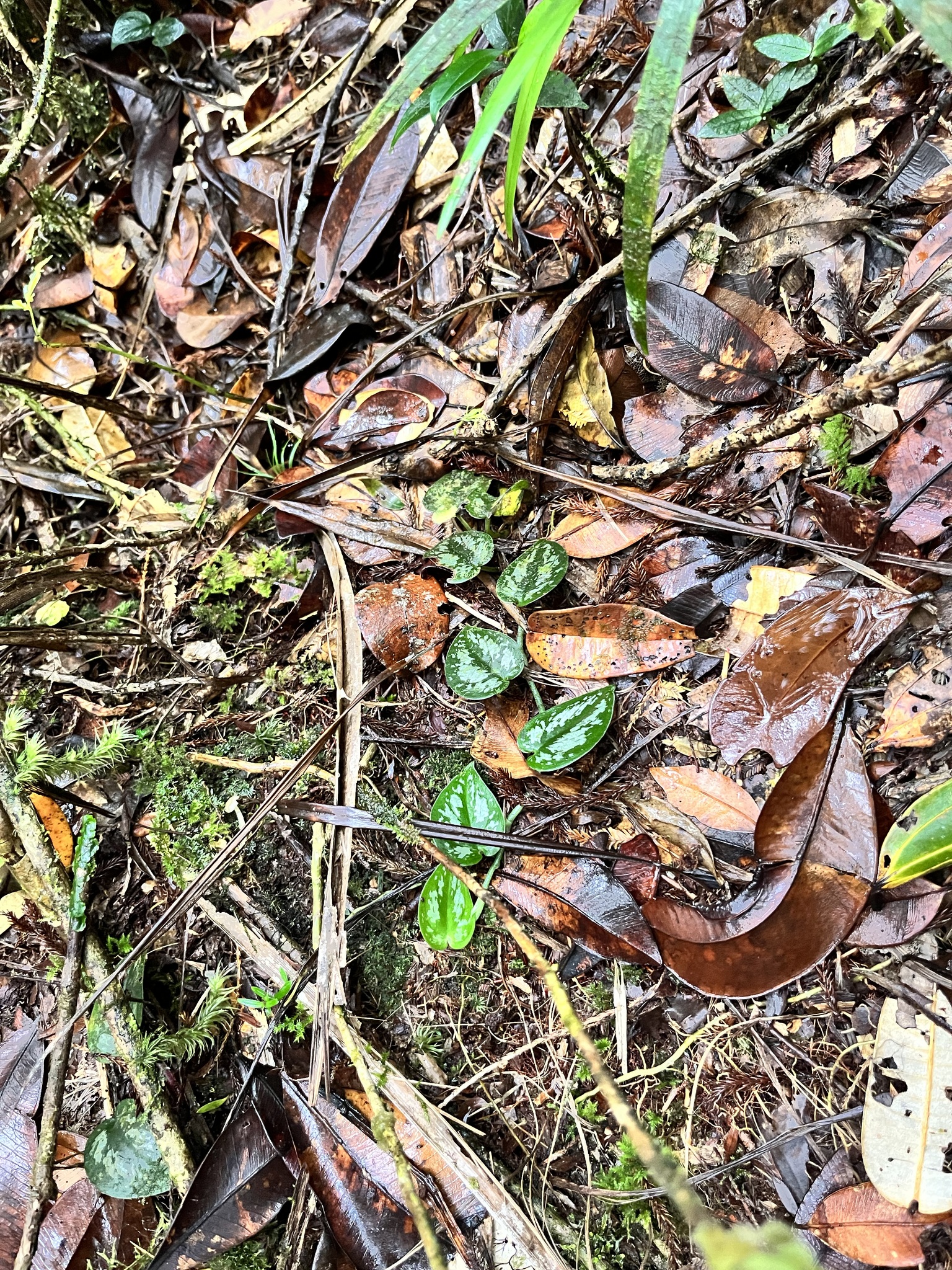 Scindapsus pictus — reference photo