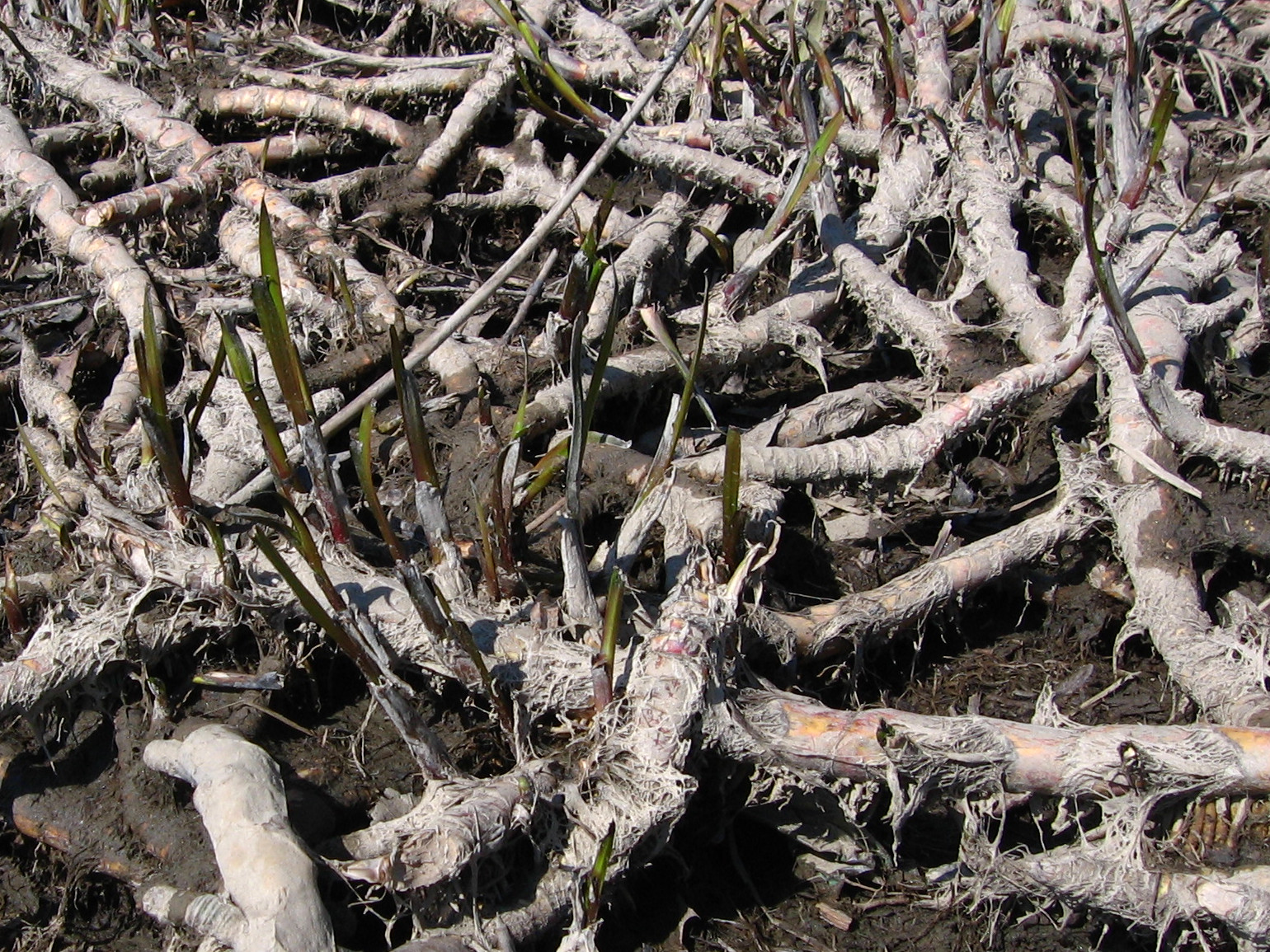 Acorus calamus — reference photo