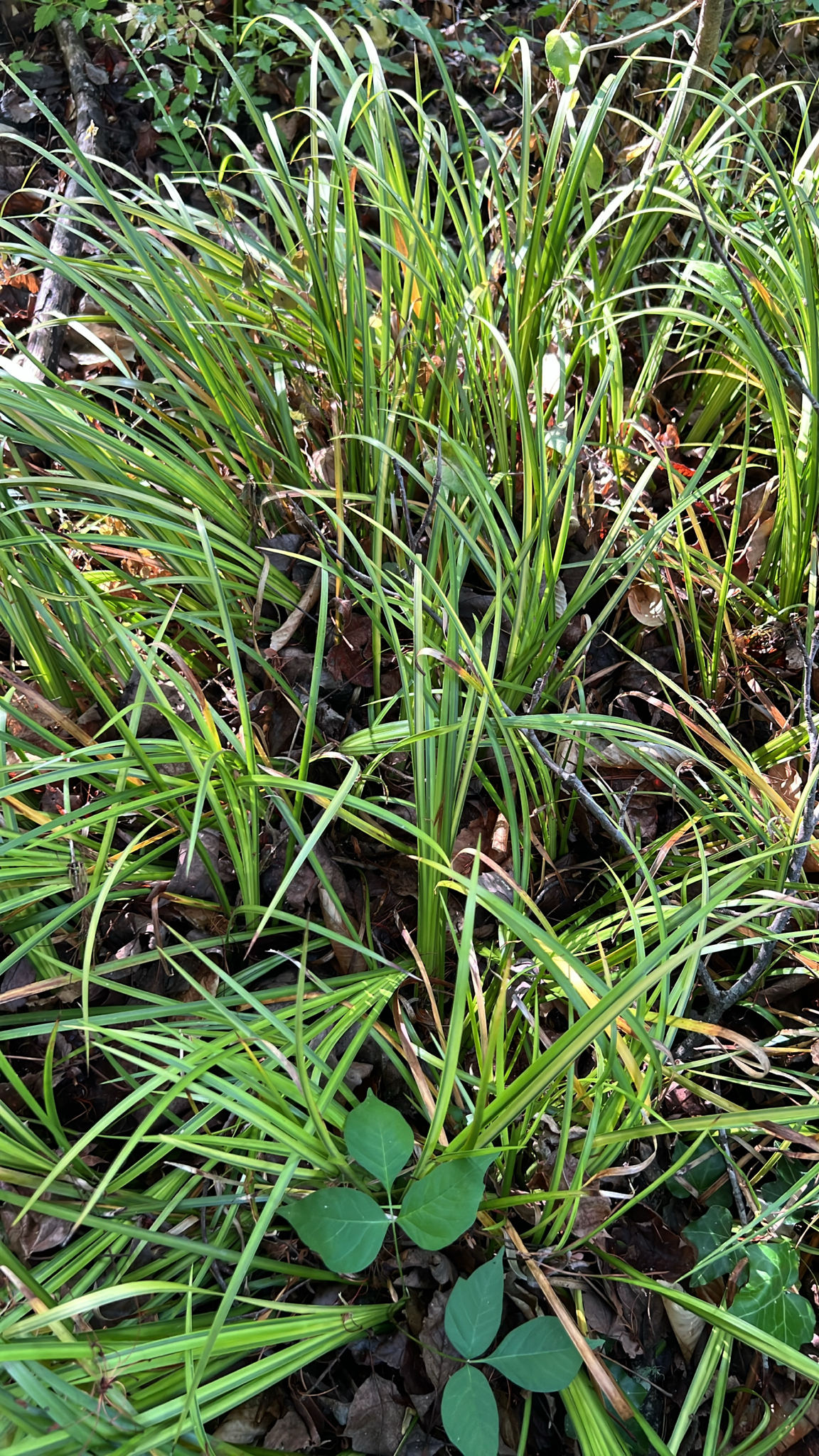 Acorus gramineus — reference photo