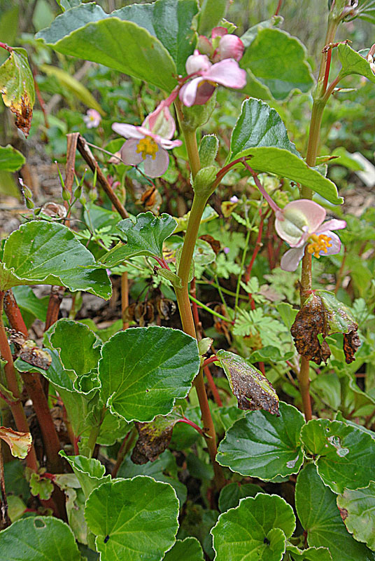 Begonia cucullata — reference photo