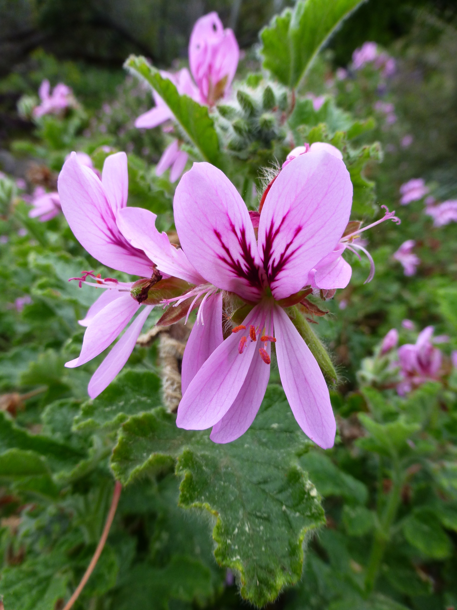Pelargonium panduriforme — reference photo