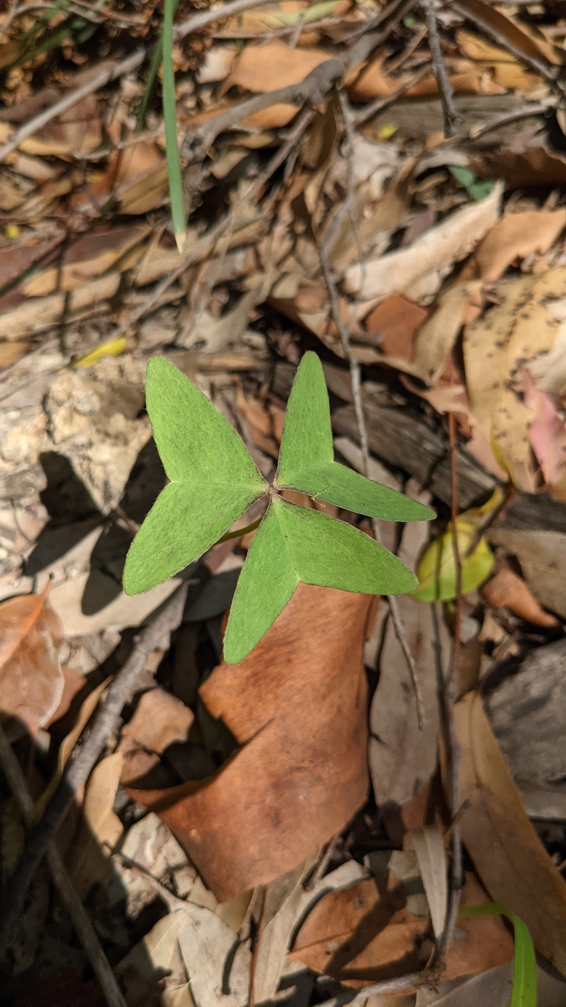 Oxalis latifolia — reference photo