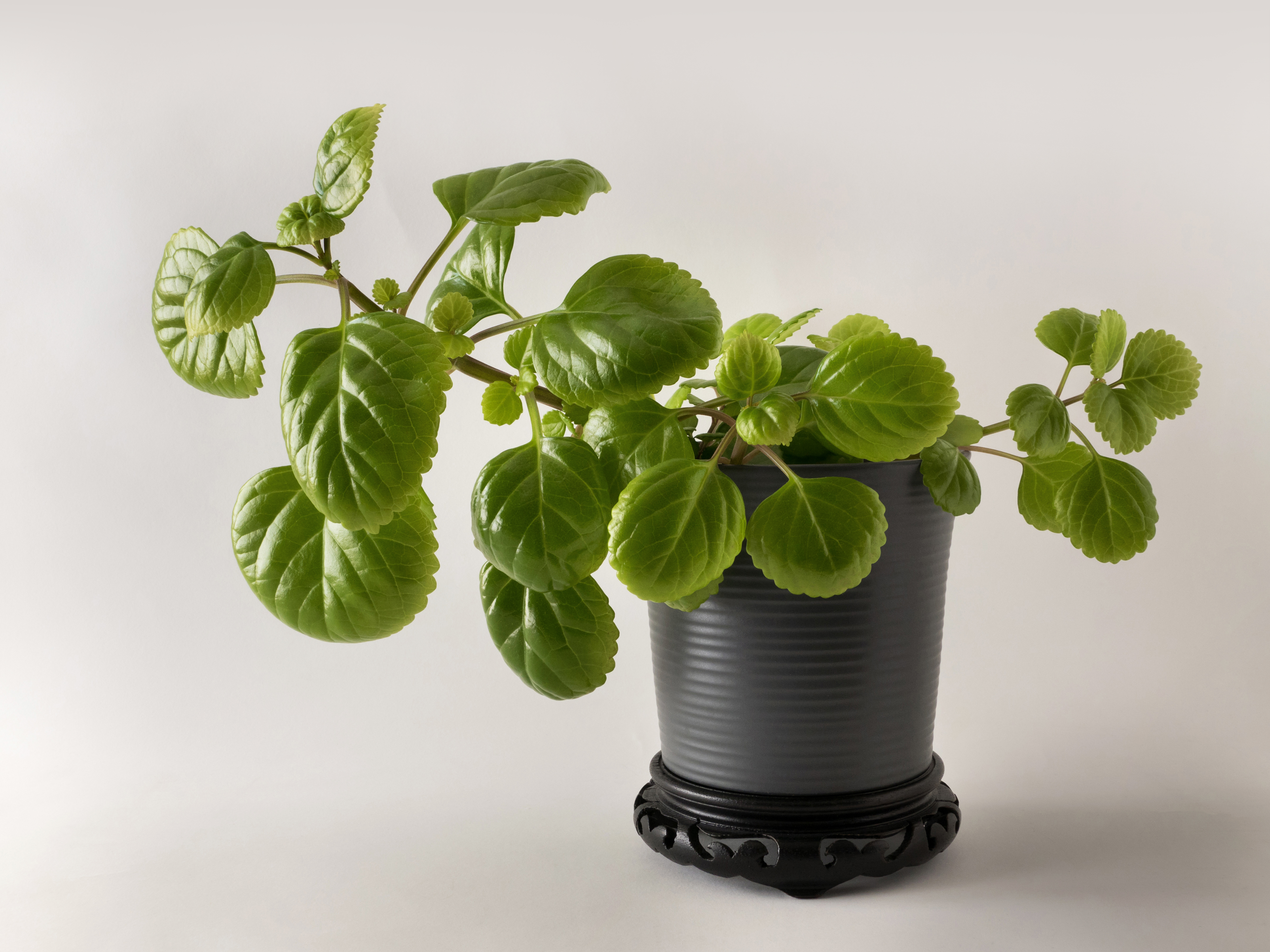 Plectranthus verticillatus — reference photo