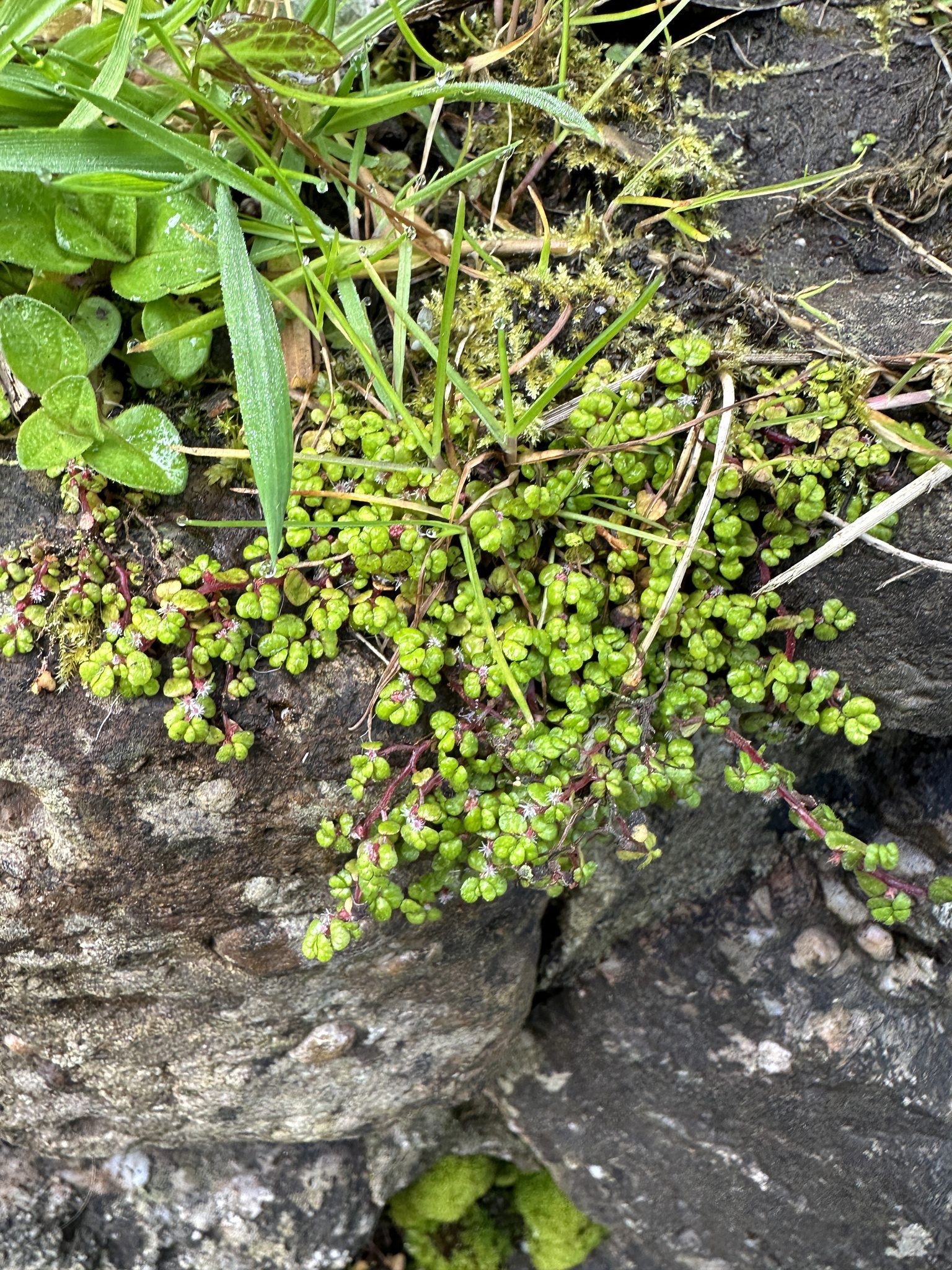 Soleirolia soleirolii — reference photo