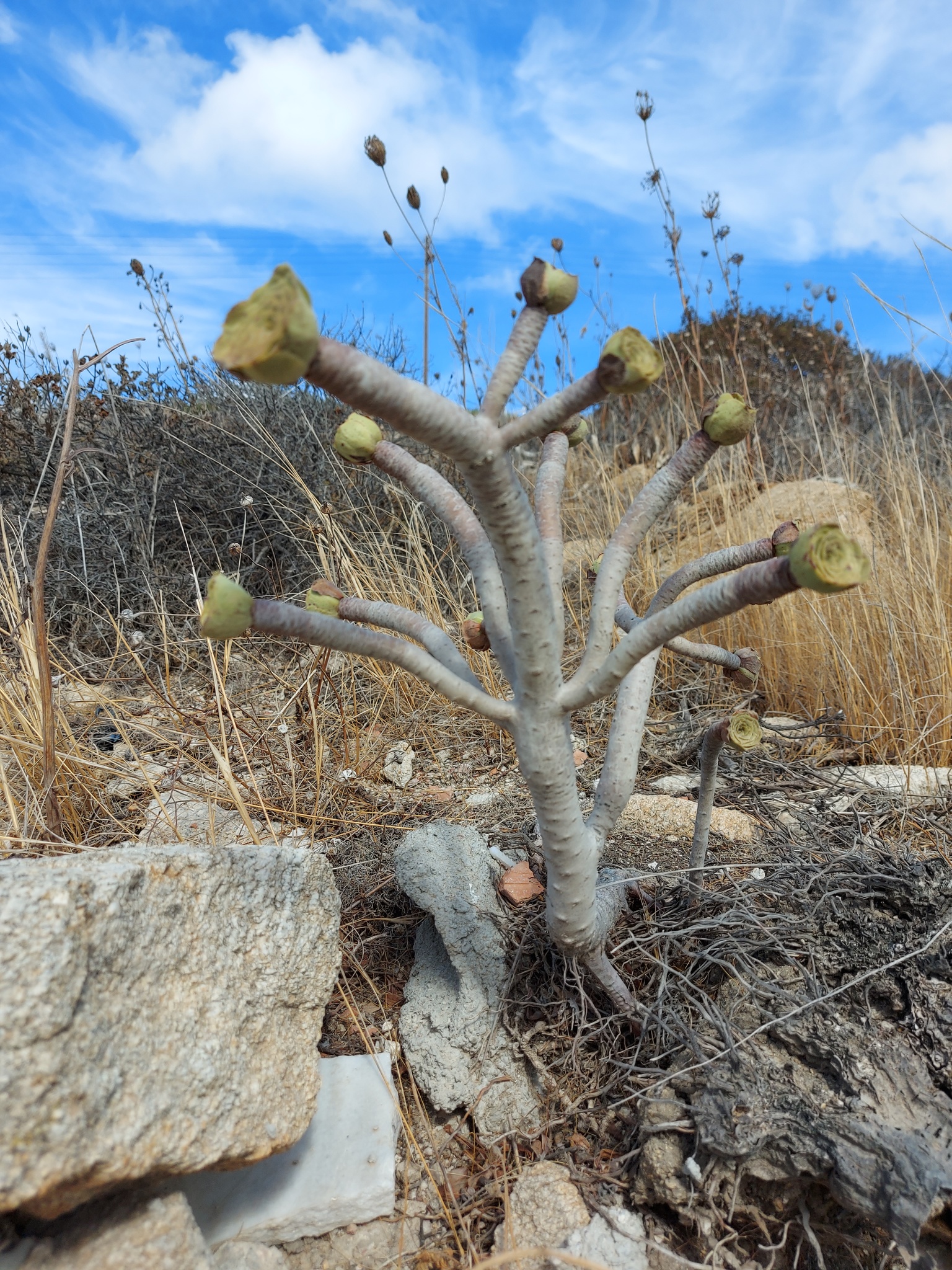 Aeonium arboreum — reference photo