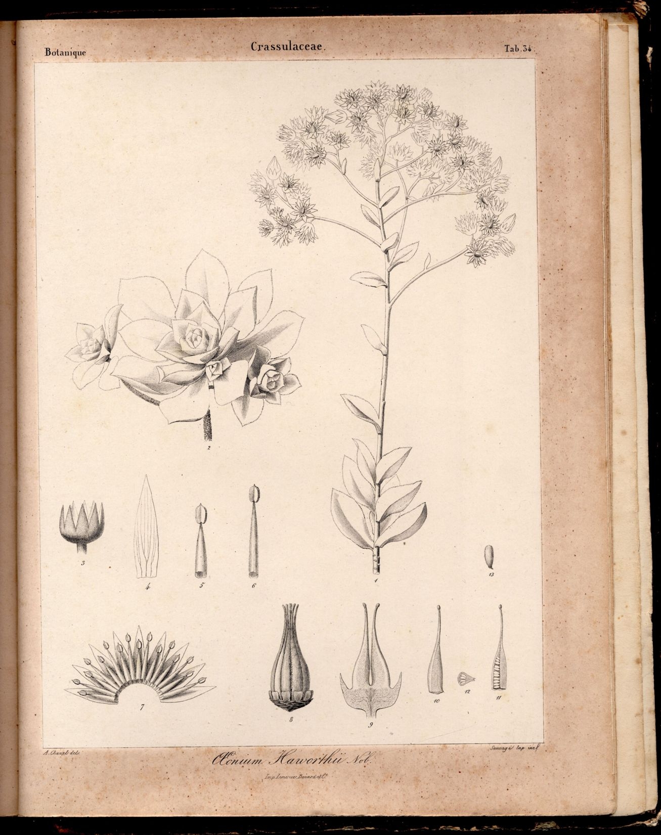Aeonium haworthii — reference photo
