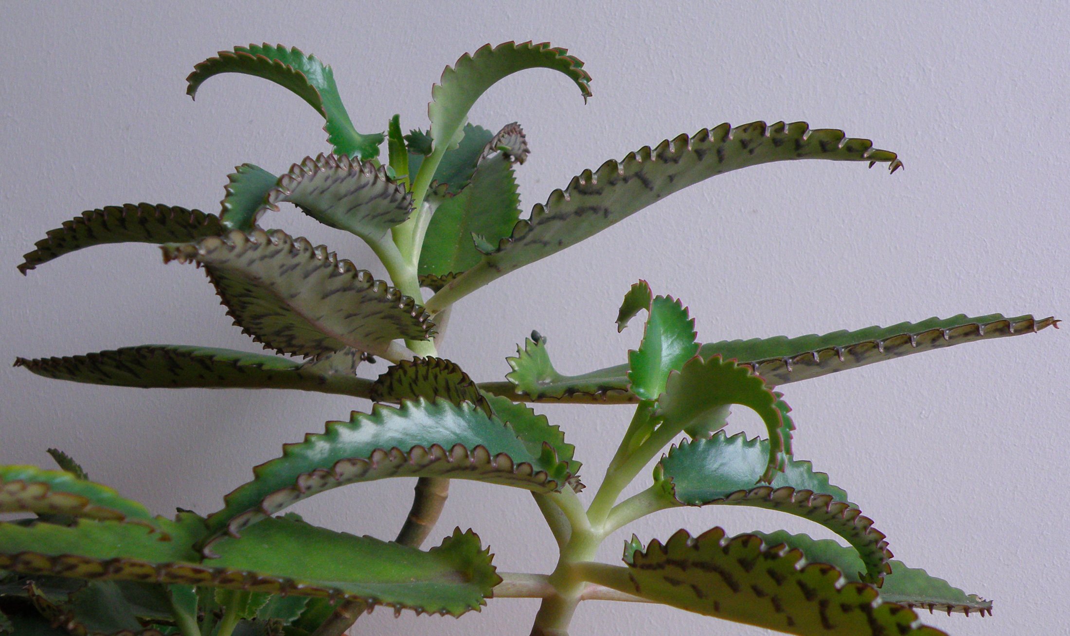 Kalanchoe daigremontiana — reference photo