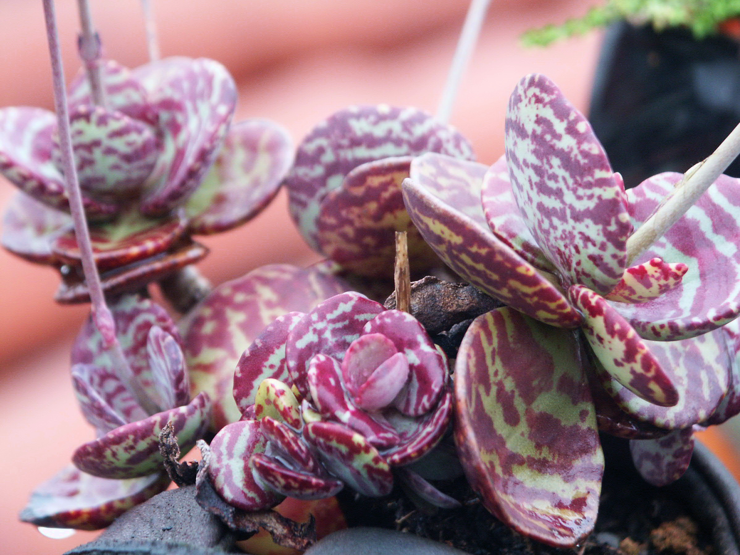 Kalanchoe marmorata — reference photo