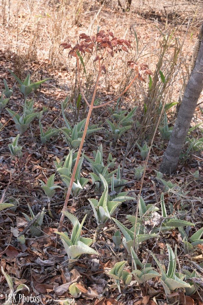 Kalanchoe gastonis-bonnieri — reference photo