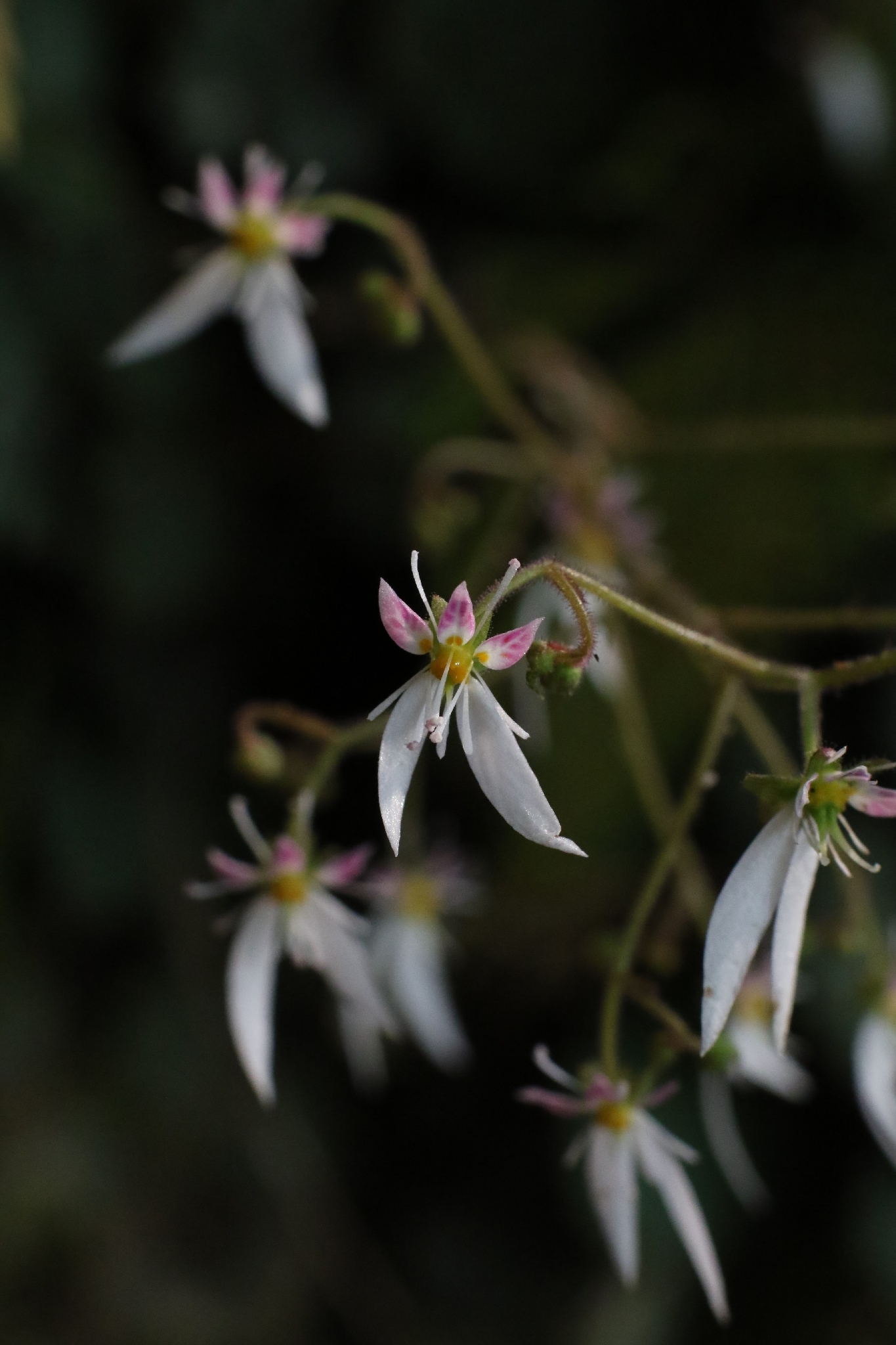 Saxifraga stolonifera — reference photo