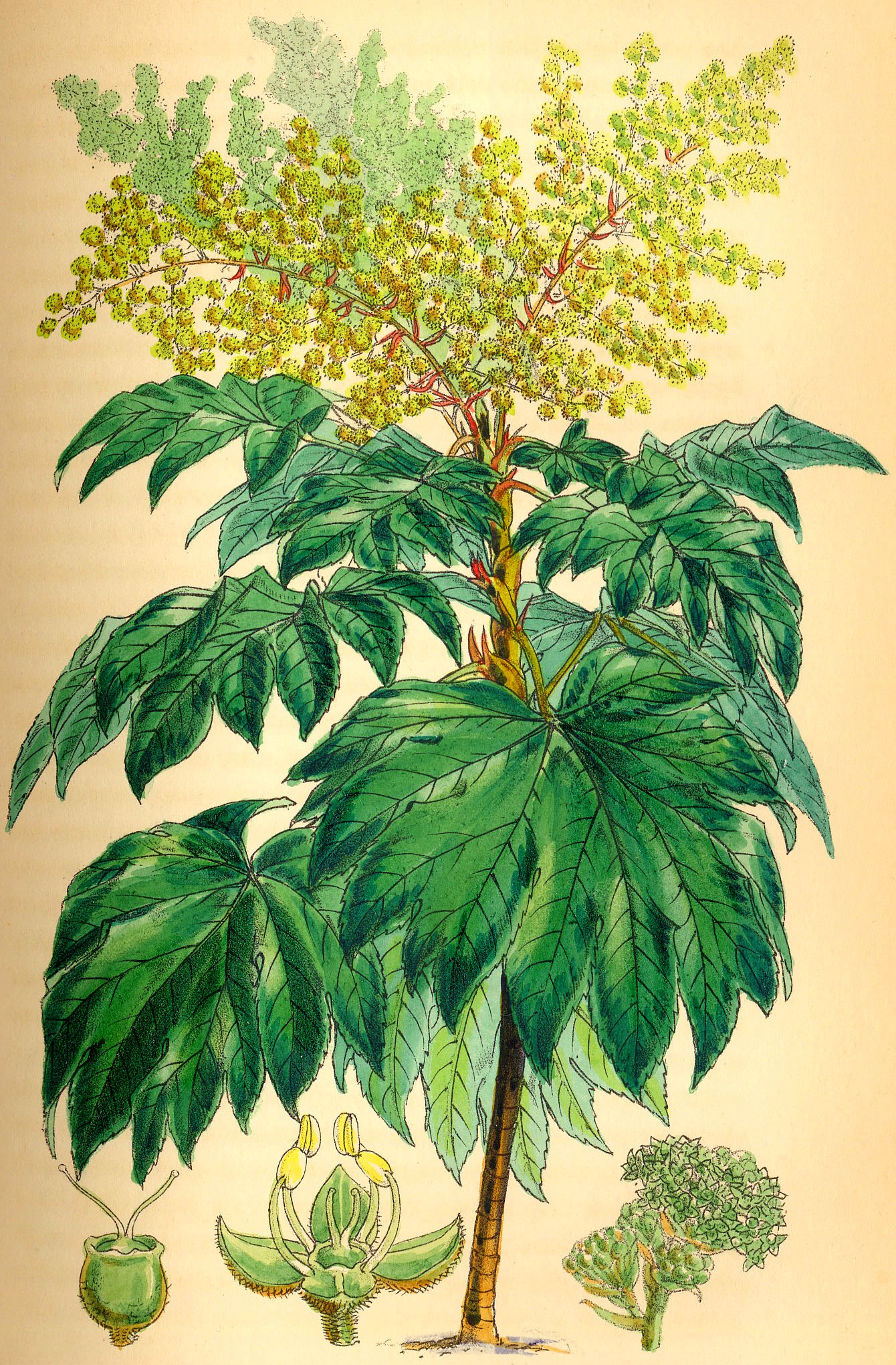Tetrapanax papyrifer — reference photo