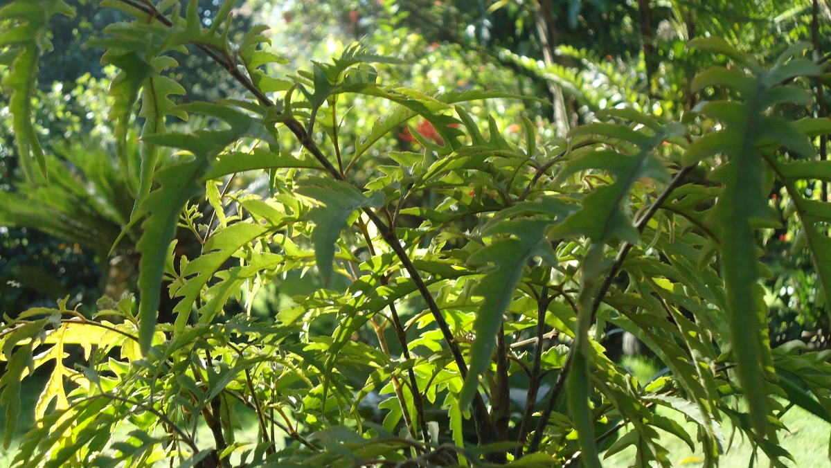 Polyscias fruticosa — reference photo