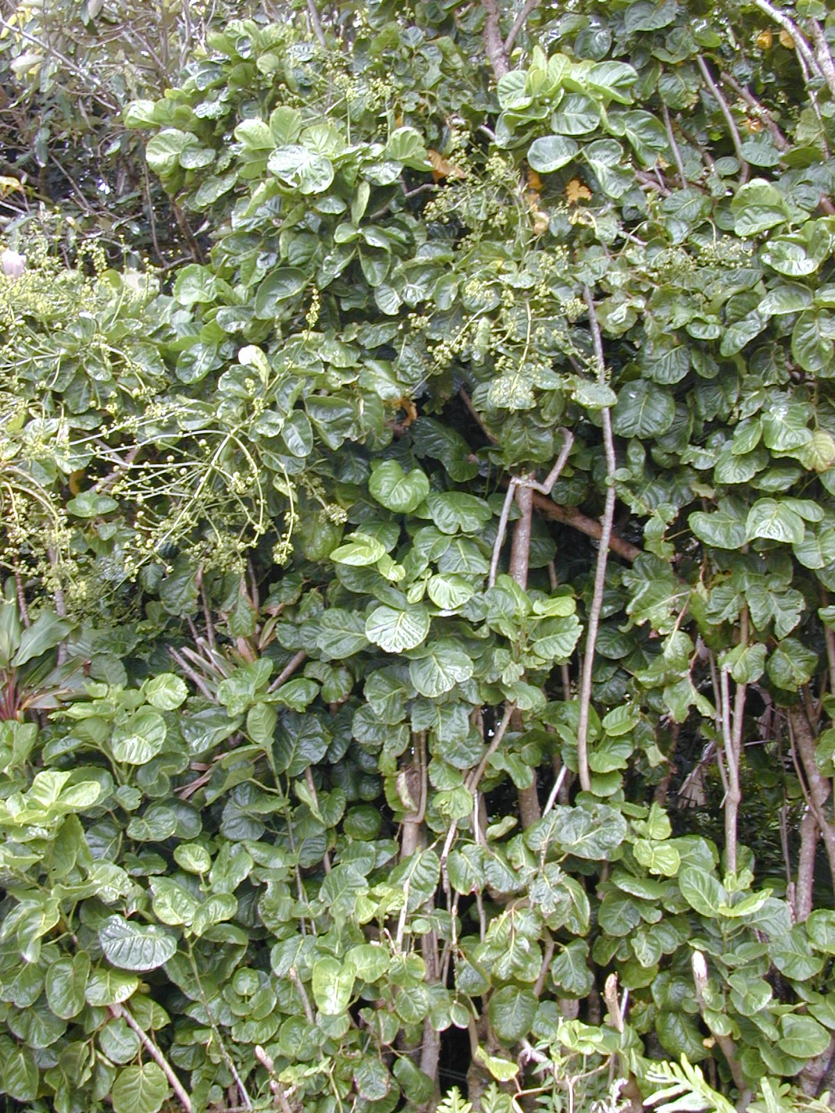 Polyscias scutellaria — reference photo