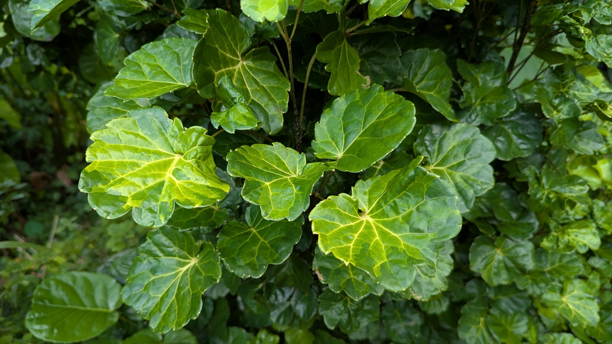 Polyscias balfouriana — reference photo