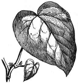 Hedera colchica — reference photo
