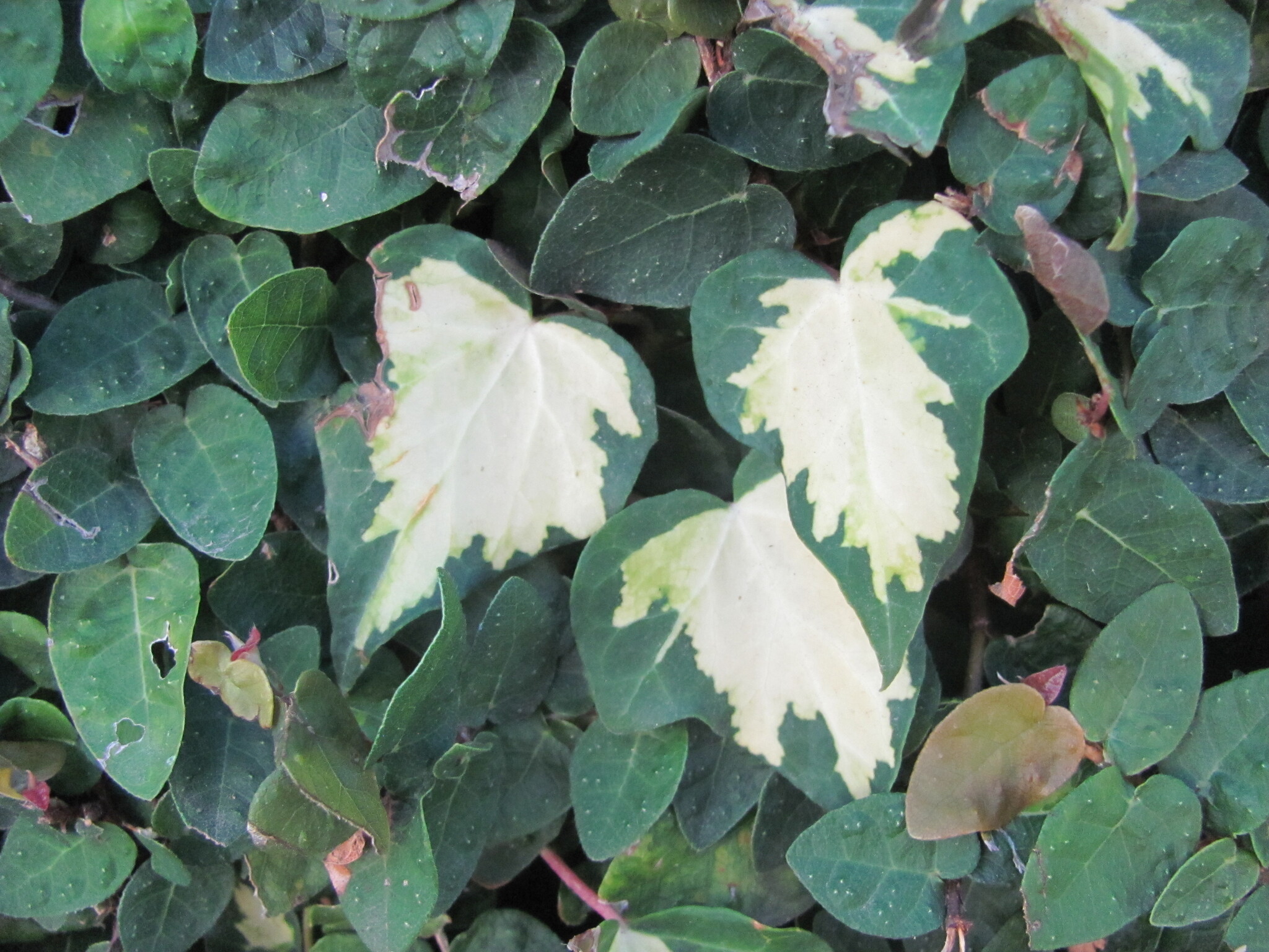 Hedera algeriensis — reference photo