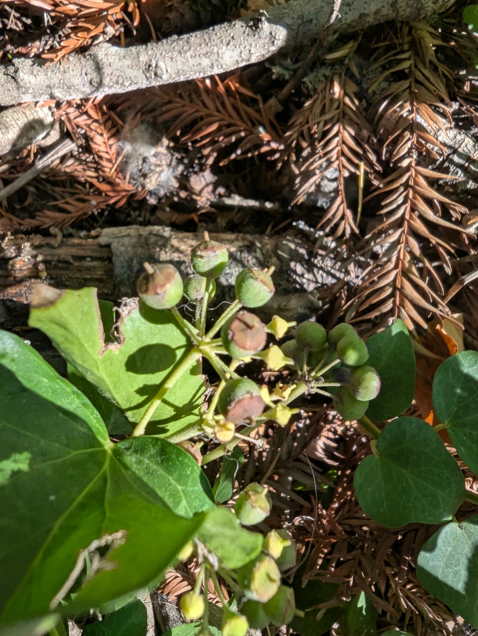 Hedera canariensis — reference photo