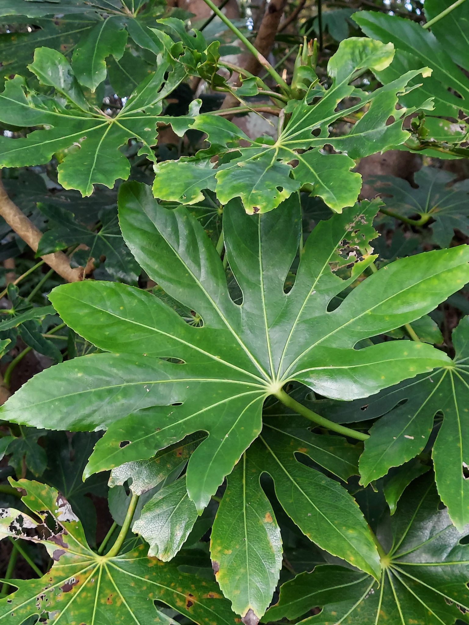 Fatsia japonica — reference photo
