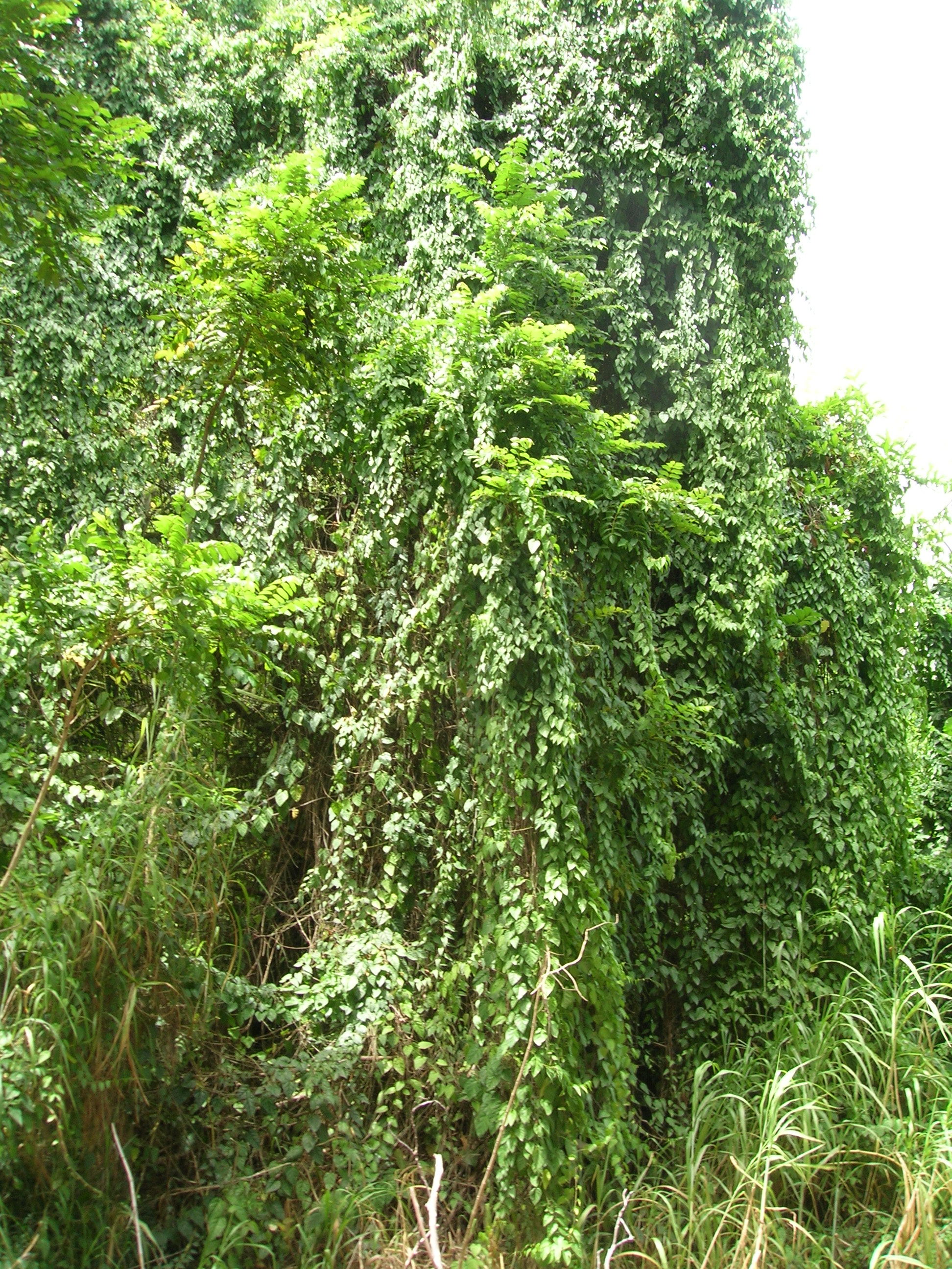 Cissus verticillata — reference photo