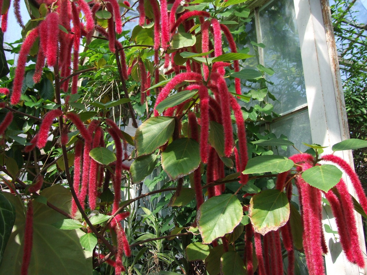 Acalypha hispida — reference photo