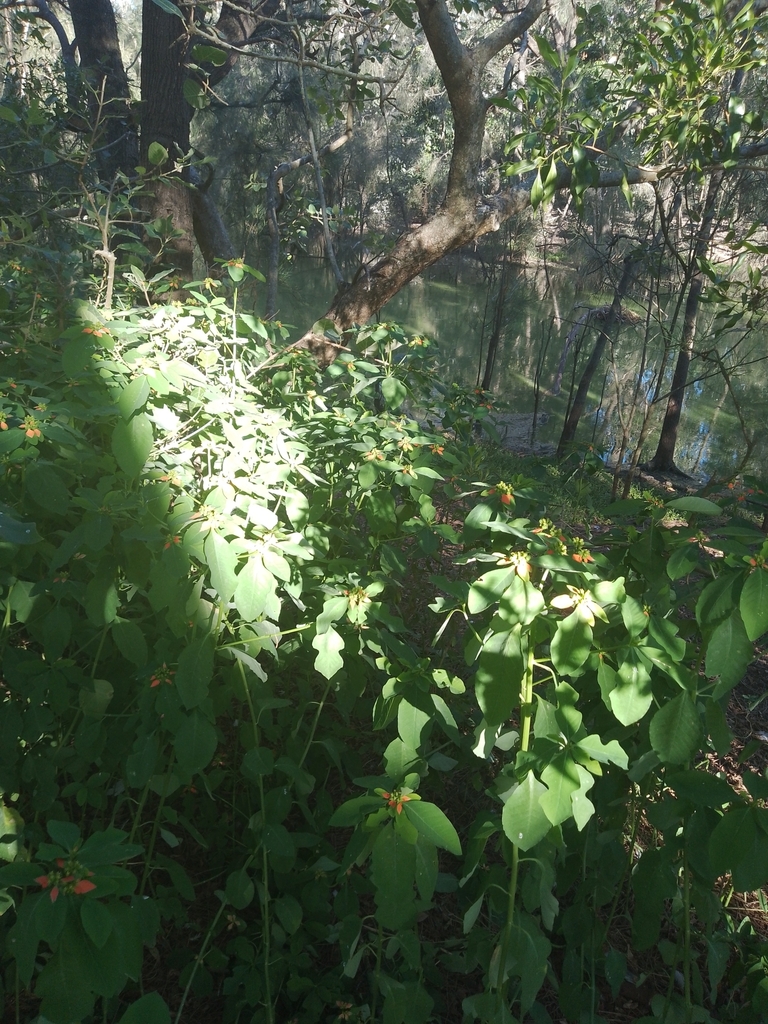 Euphorbia cyathophora — reference photo