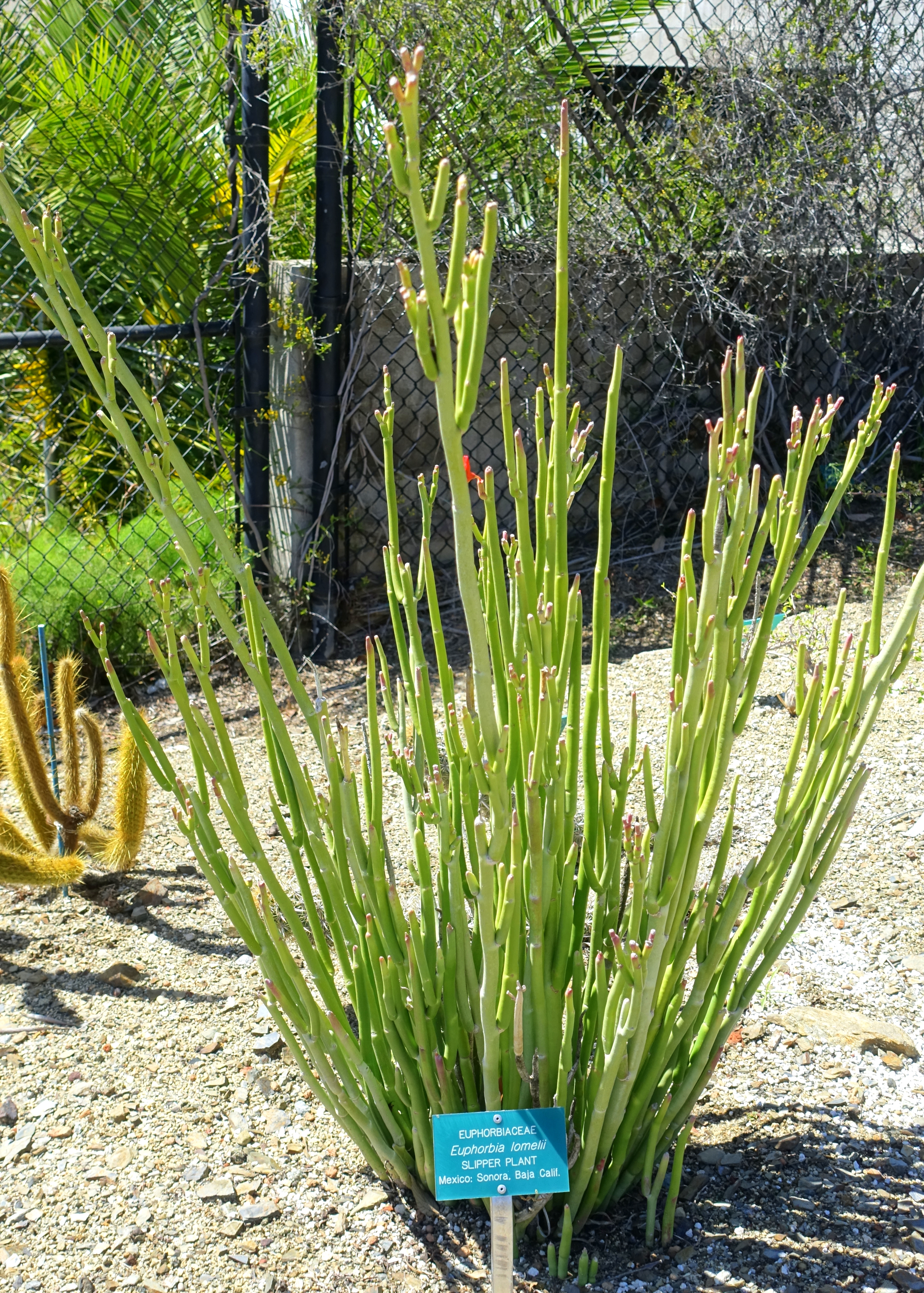 Euphorbia lomelii — reference photo