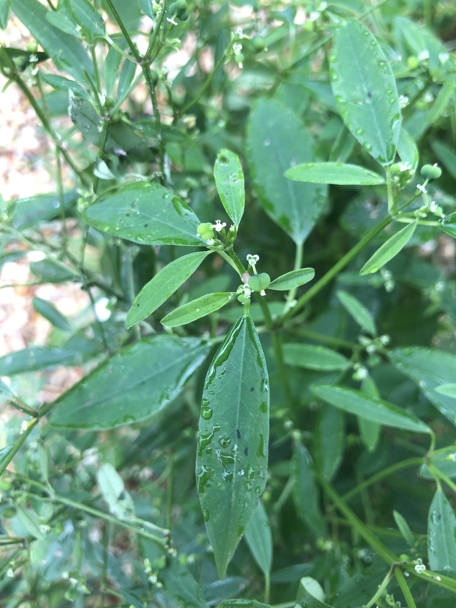 Euphorbia graminea — reference photo