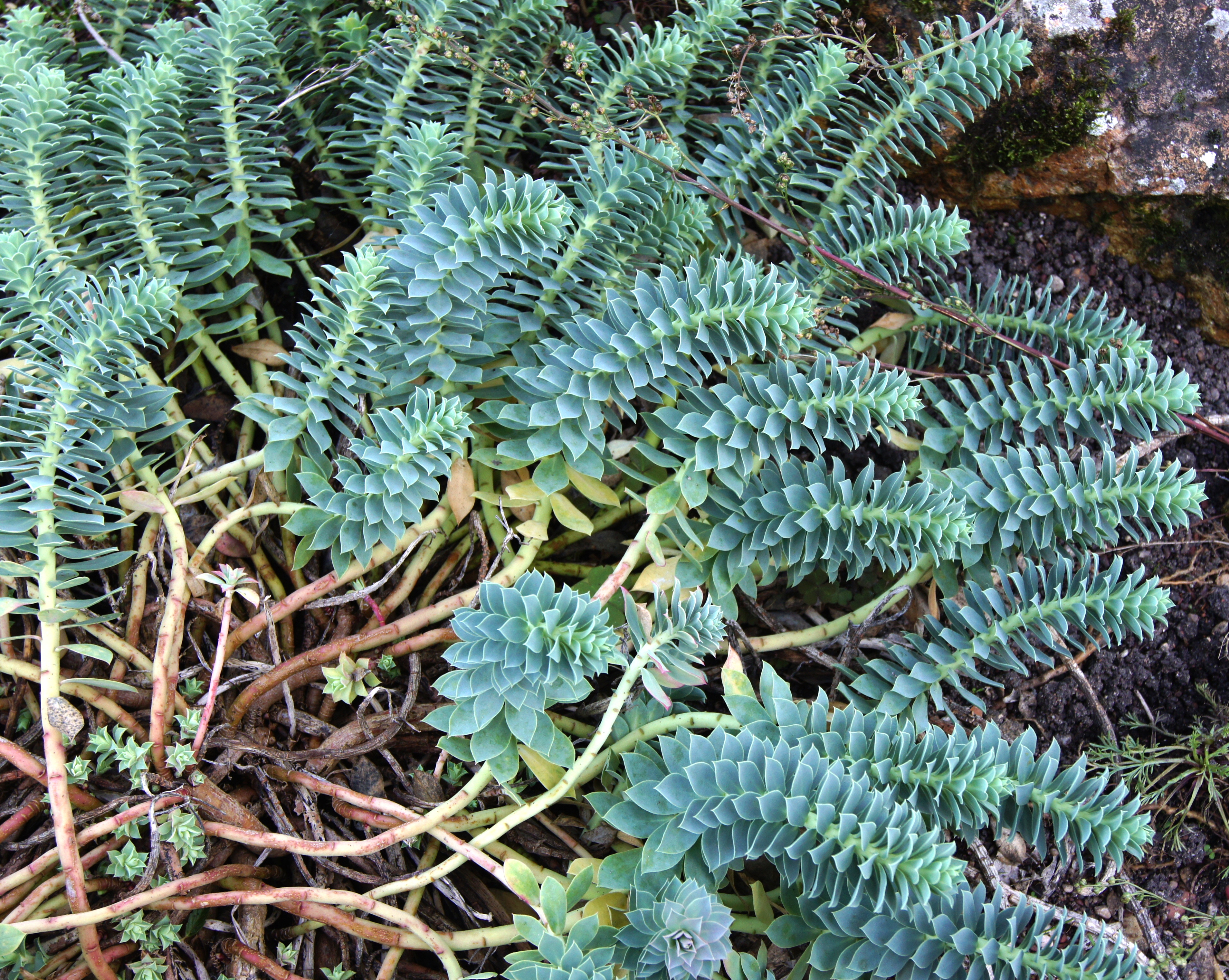 Euphorbia myrsinites — reference photo