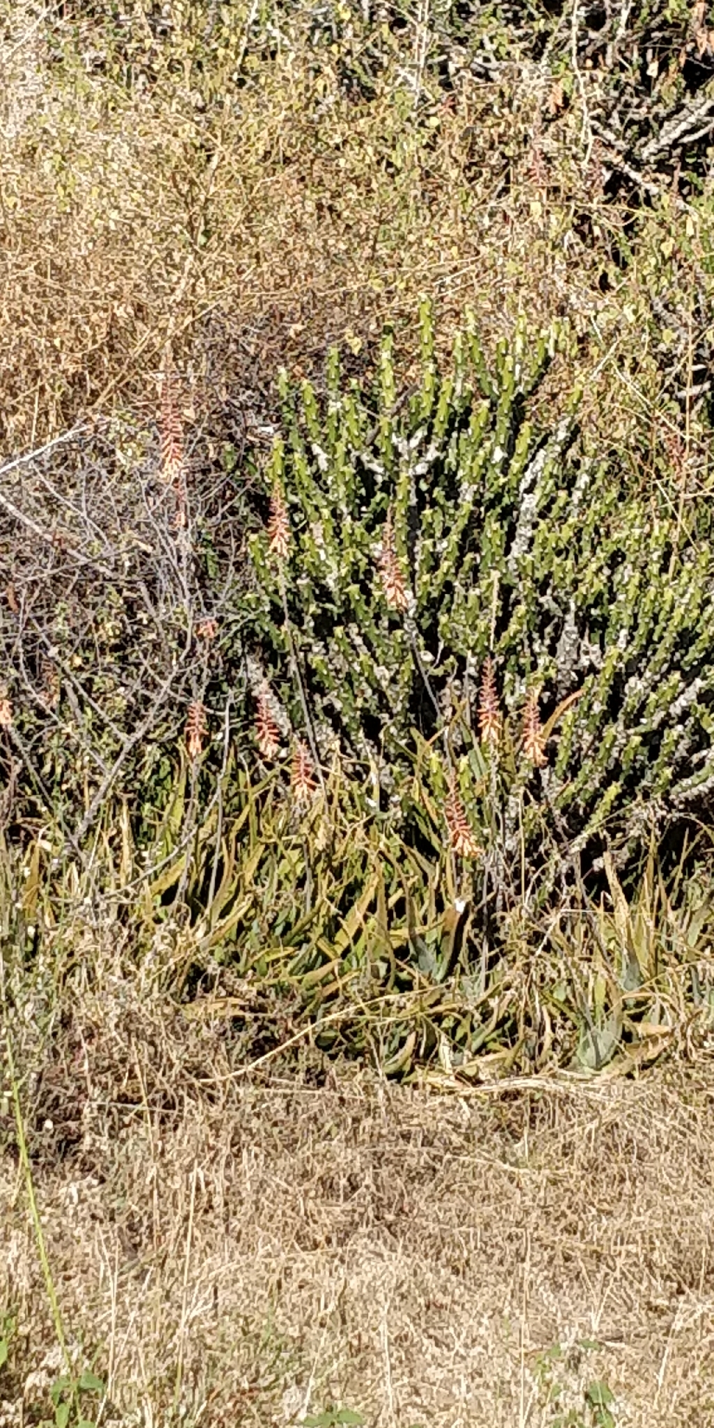 Euphorbia neriifolia — reference photo