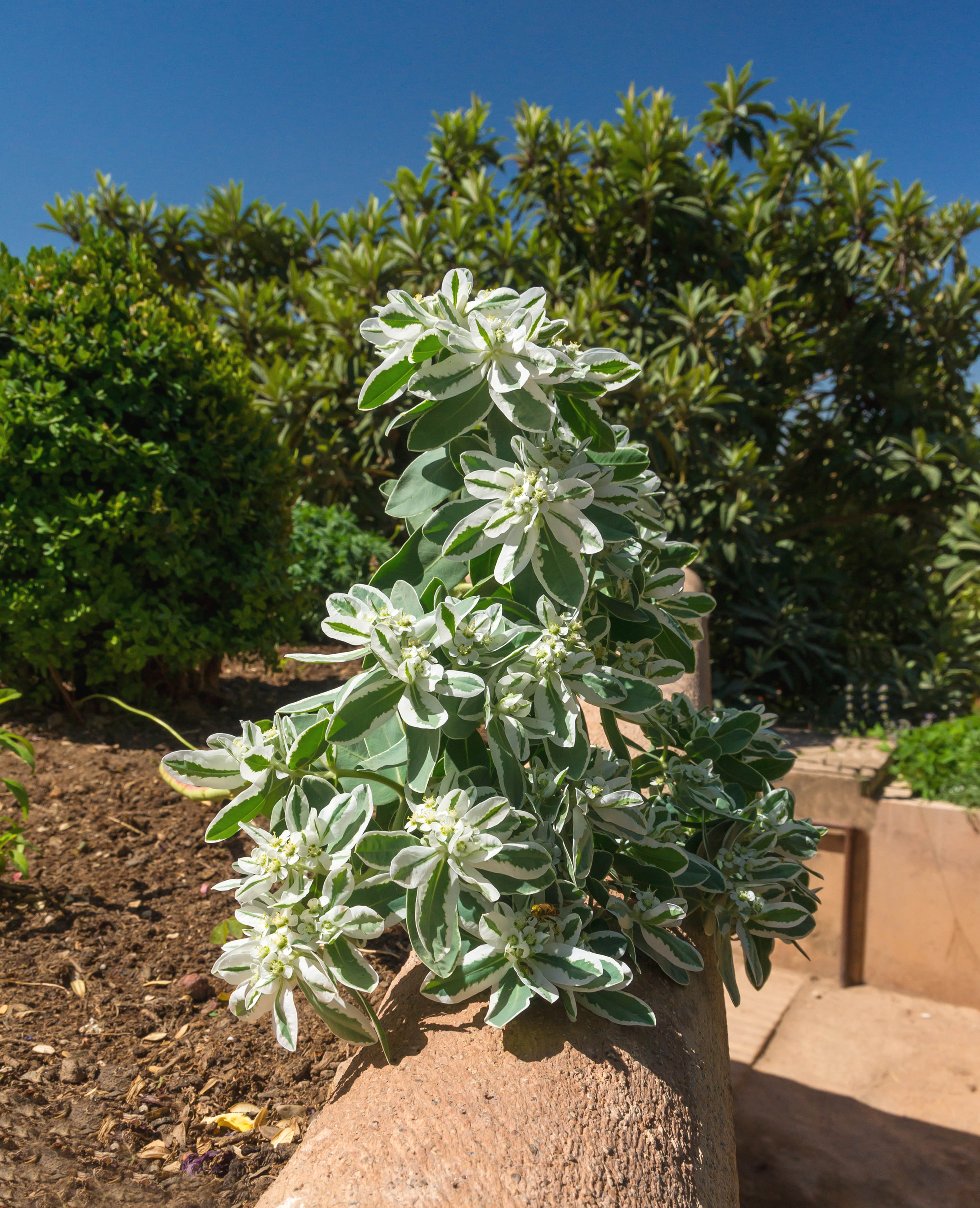 Euphorbia marginata — reference photo
