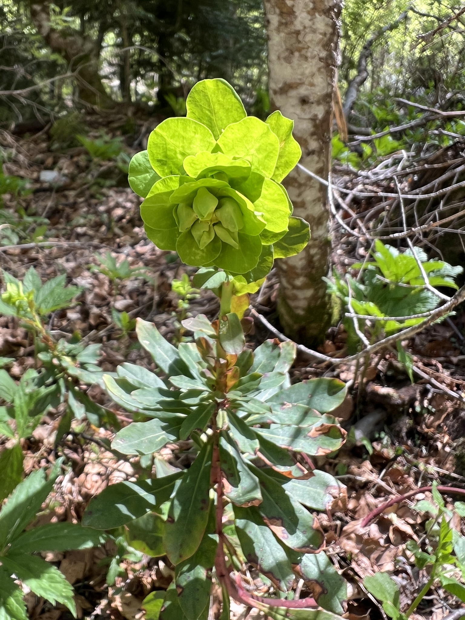 Euphorbia amygdaloides — reference photo