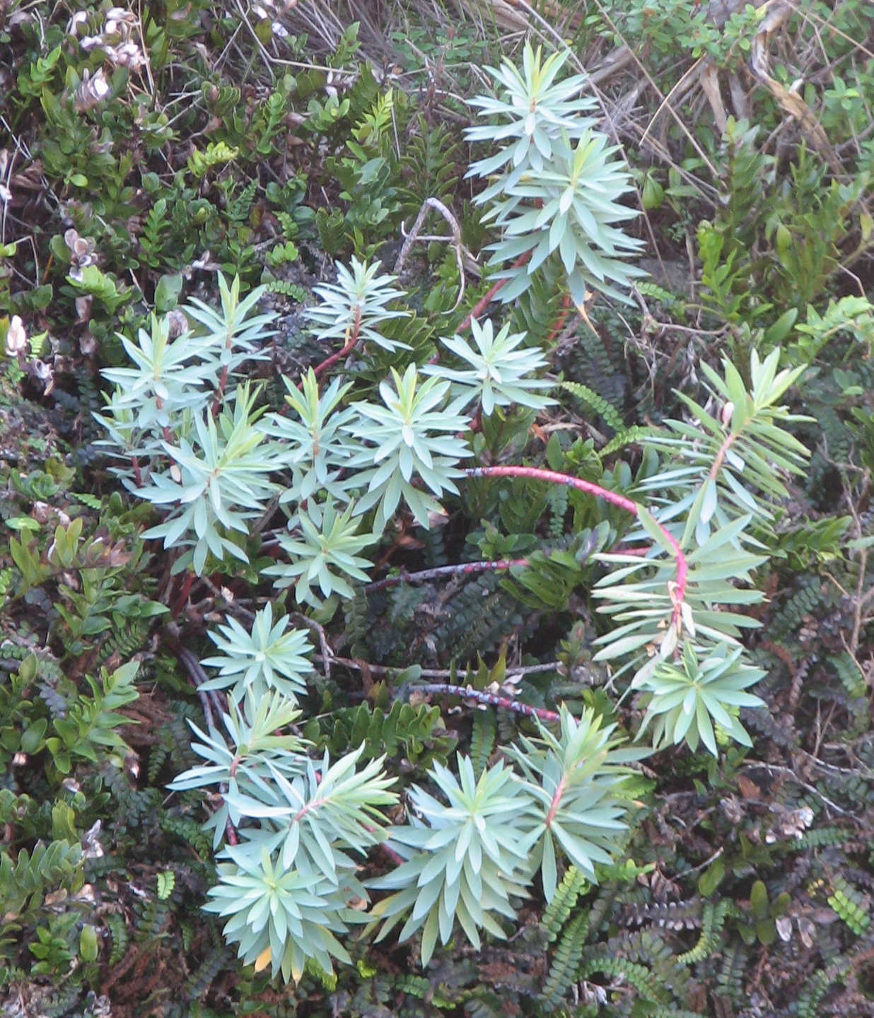 Euphorbia glauca — reference photo