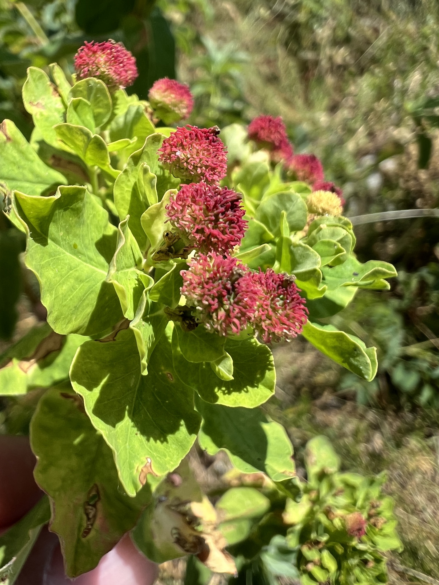 Euphorbia epithymoides — reference photo