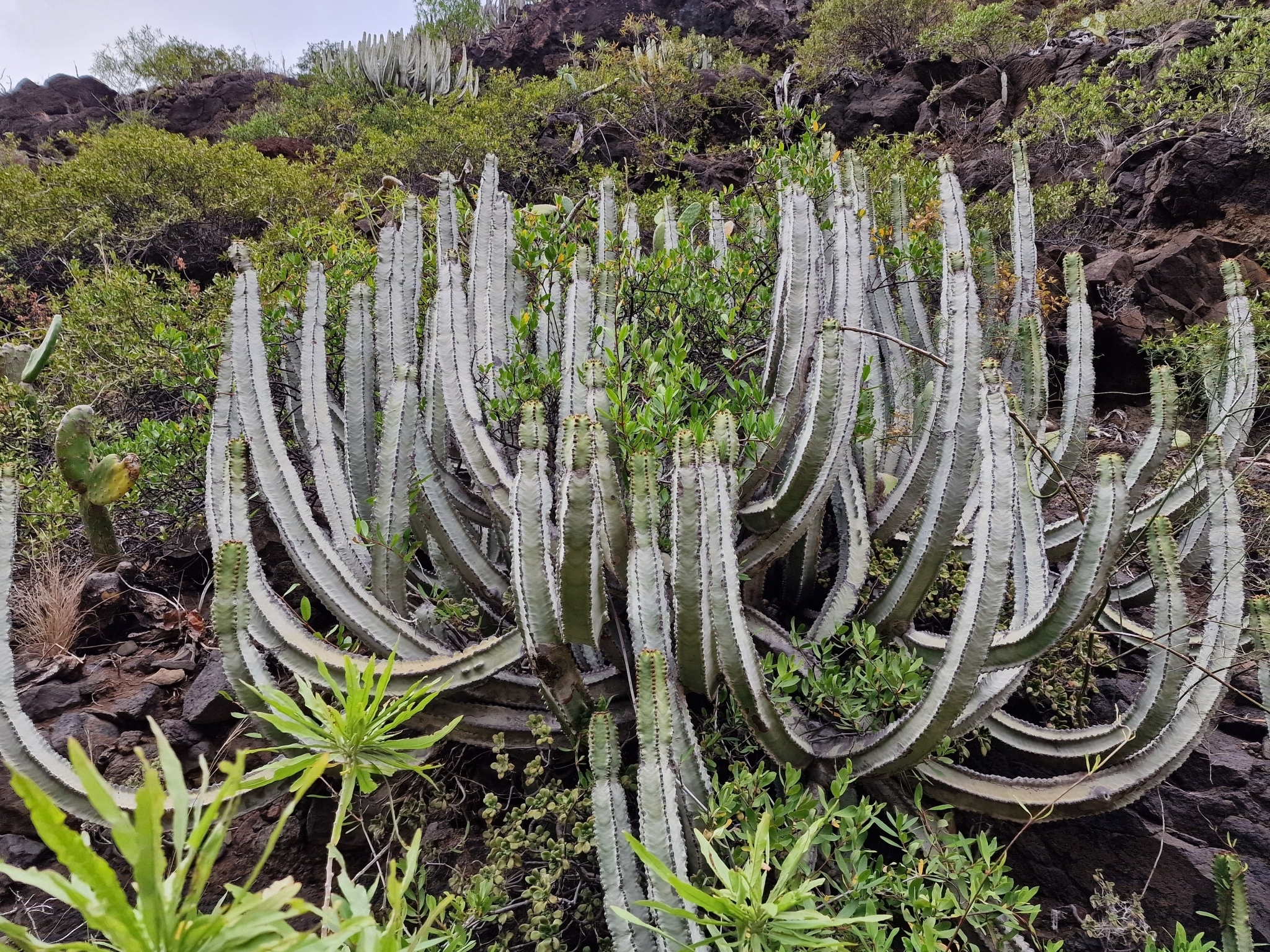 Euphorbia canariensis — reference photo