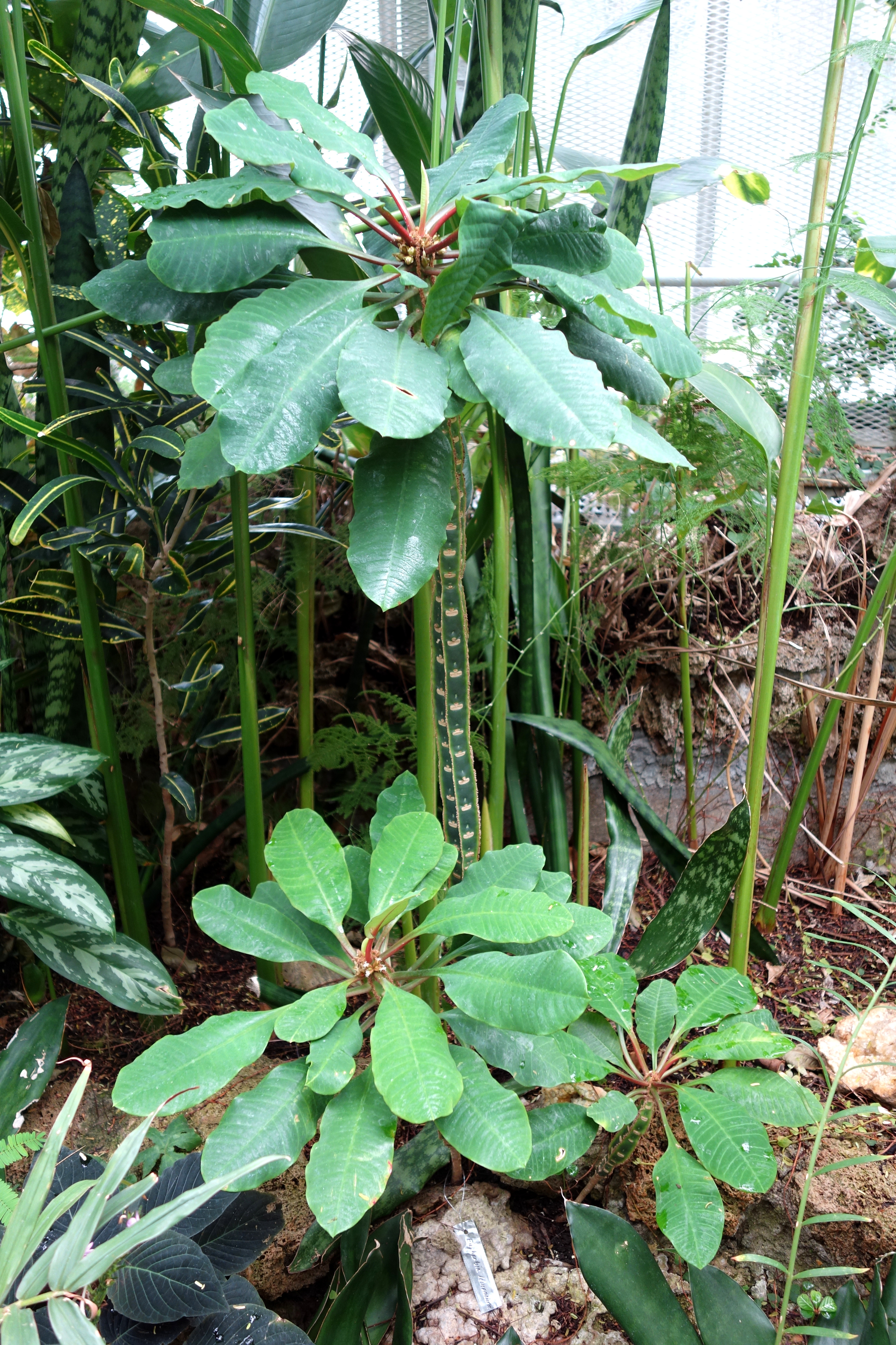 Euphorbia leuconeura — reference photo