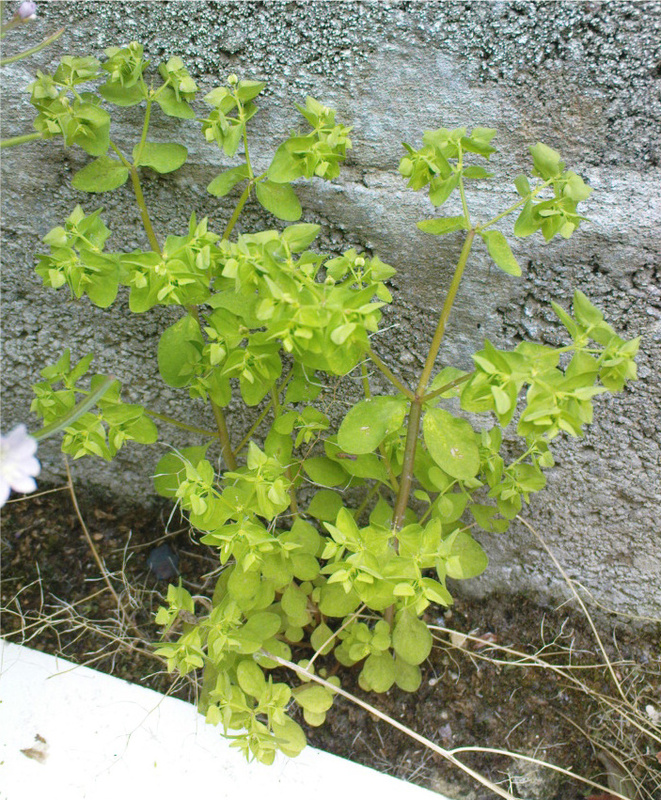Euphorbia peplus — reference photo