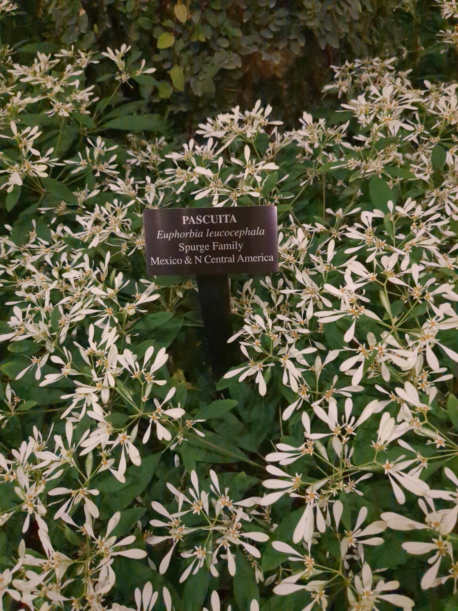 Euphorbia leucocephala — reference photo