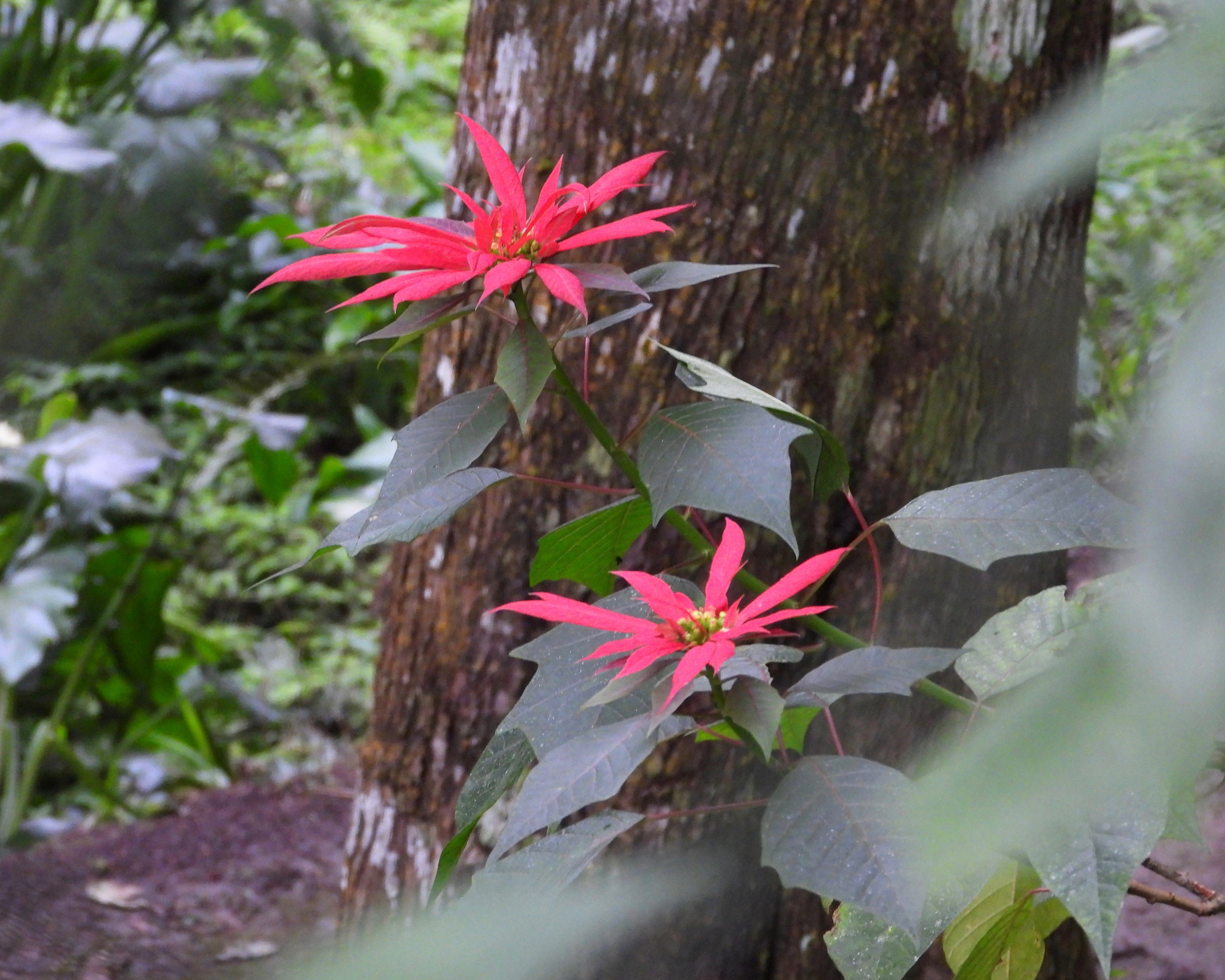 Euphorbia pulcherrima — reference photo