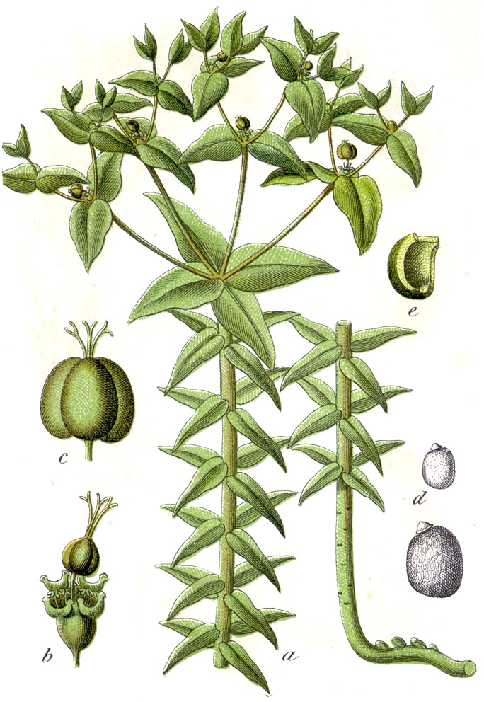 Euphorbia lathyris — reference photo
