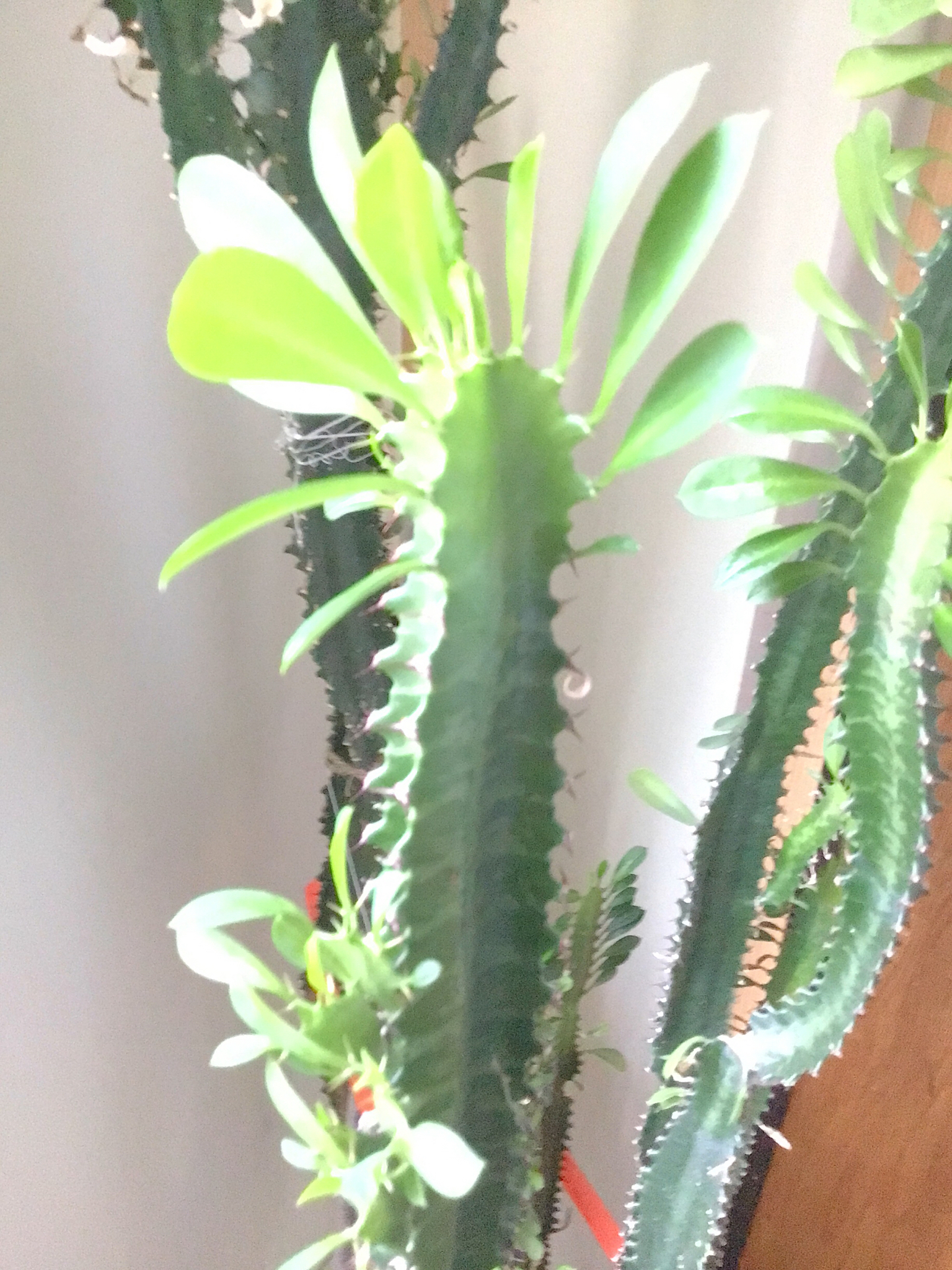 Euphorbia trigona — reference photo