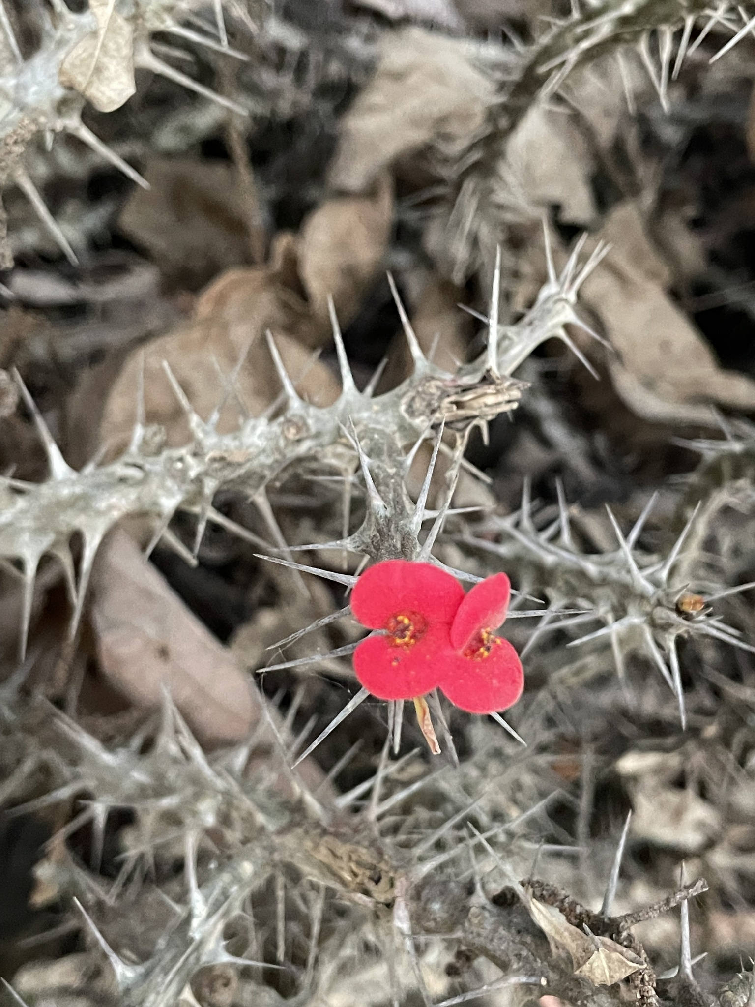 Euphorbia milii — reference photo