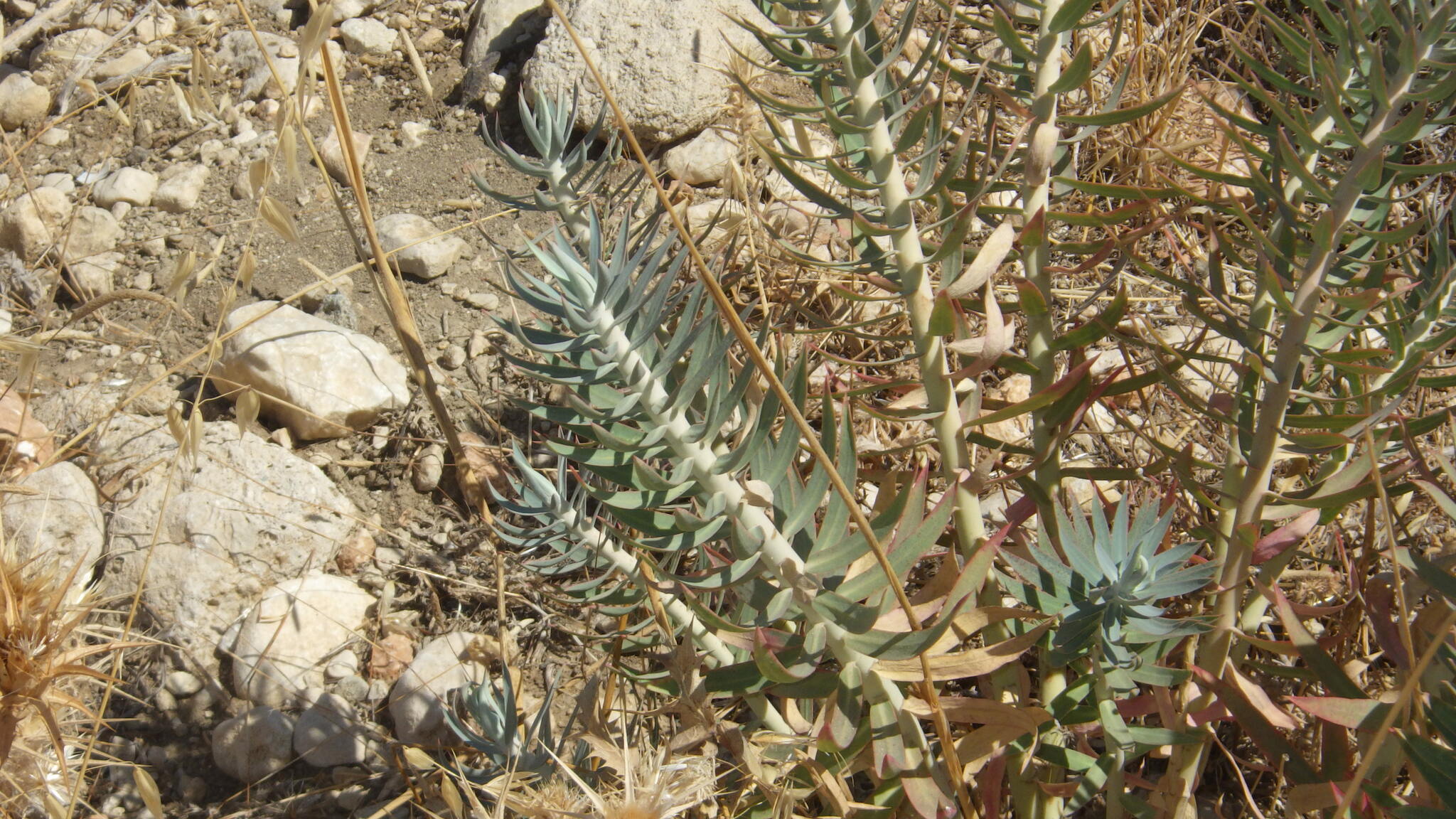 Euphorbia rigida — reference photo