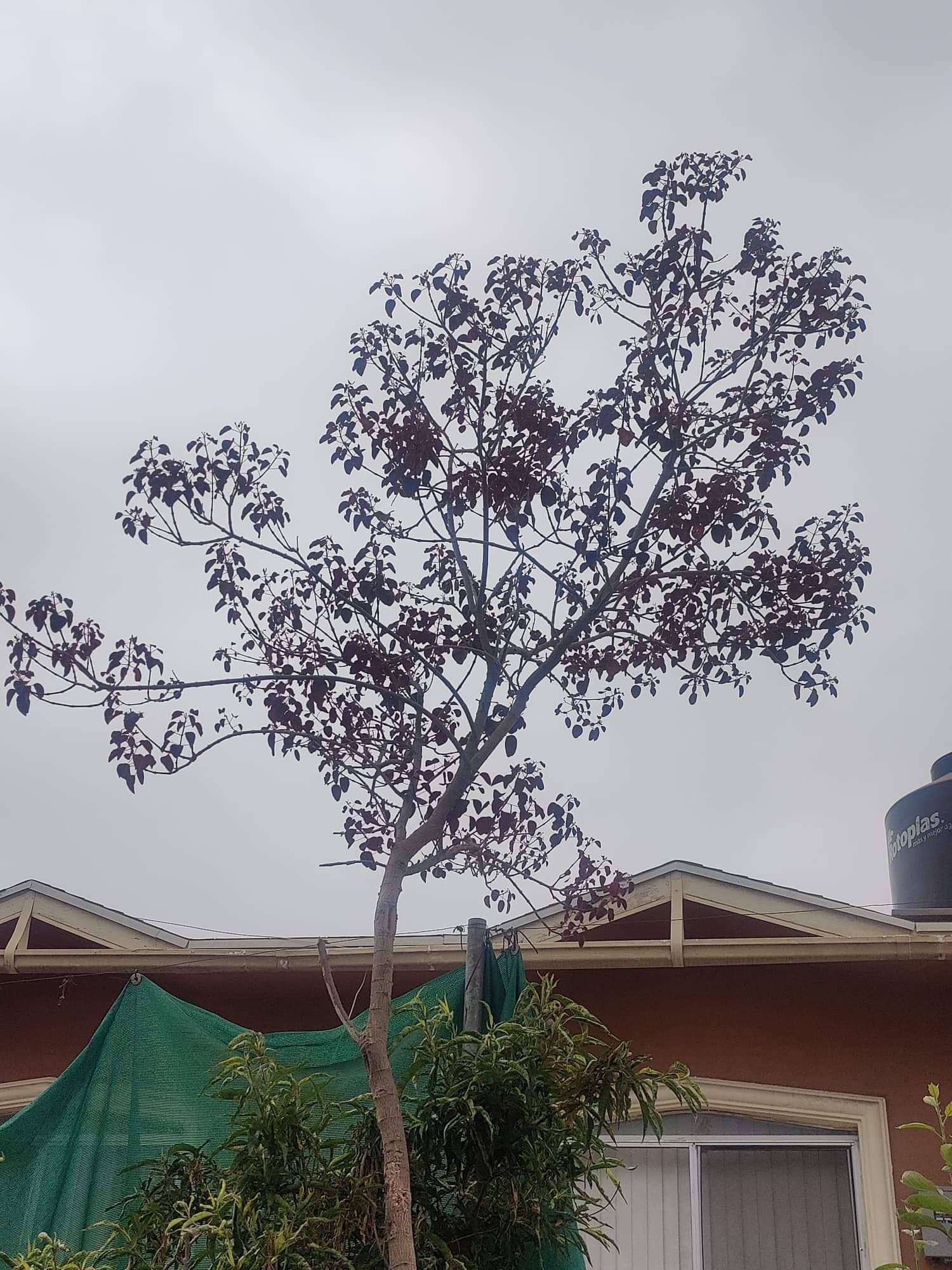 Euphorbia cotinifolia — reference photo