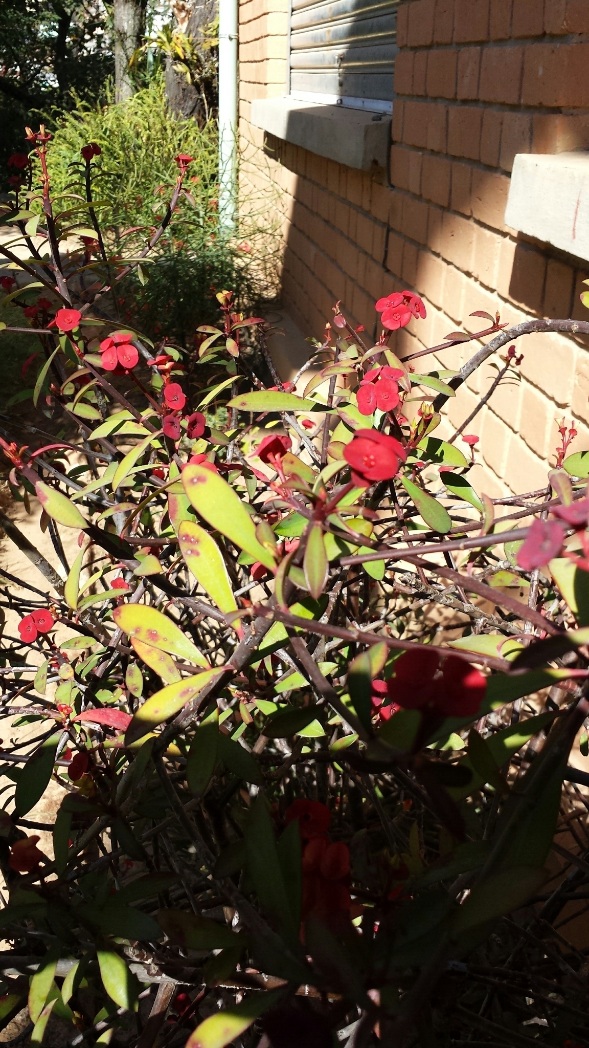 Euphorbia geroldii — reference photo