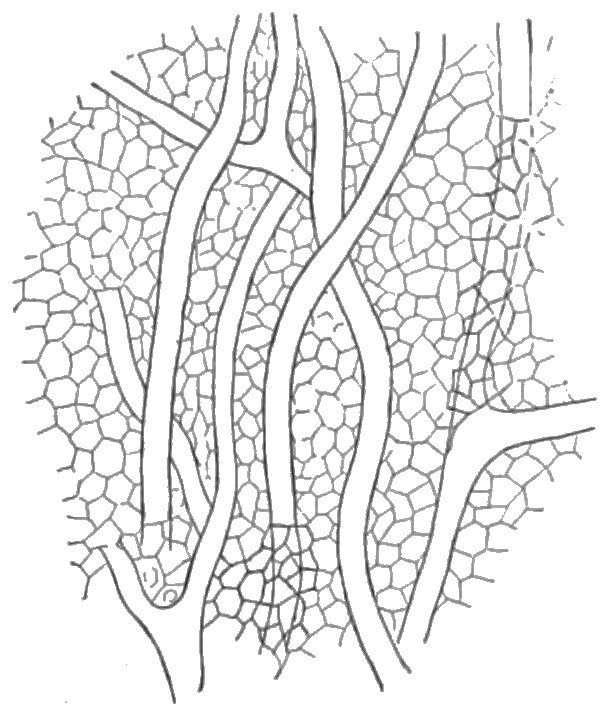 Euphorbia resinifera — reference photo