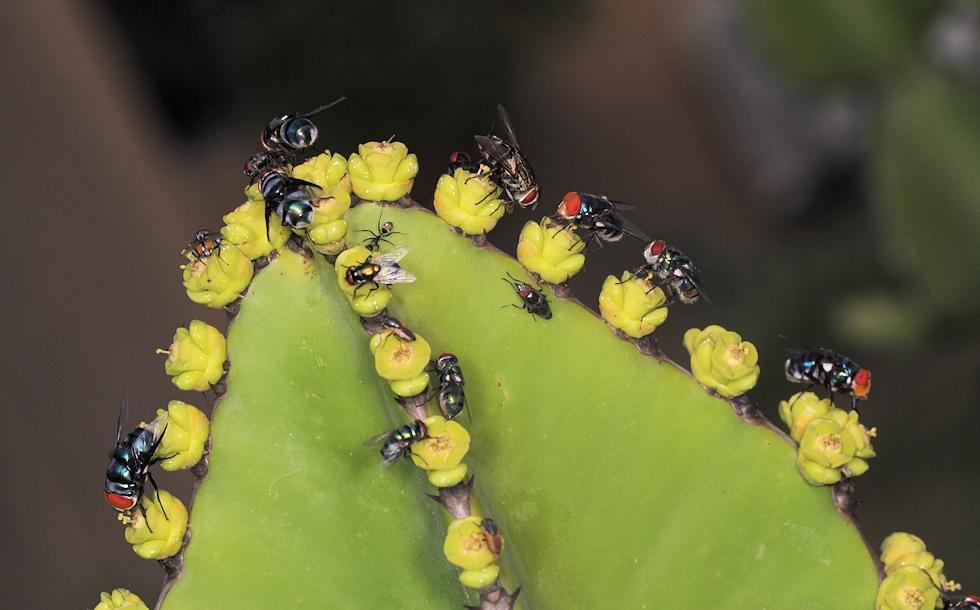 Euphorbia cooperi — reference photo