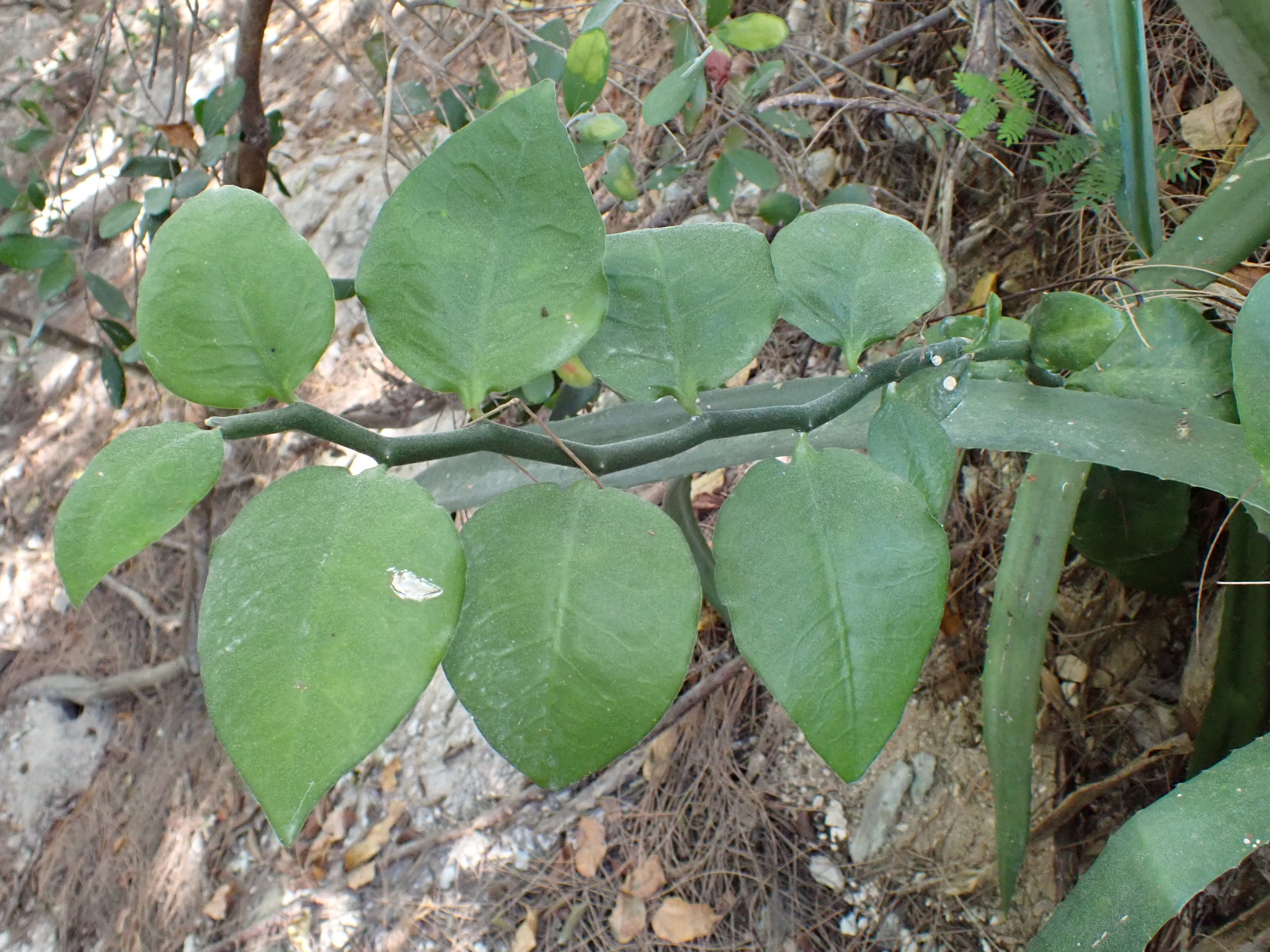 Euphorbia tithymaloides — reference photo