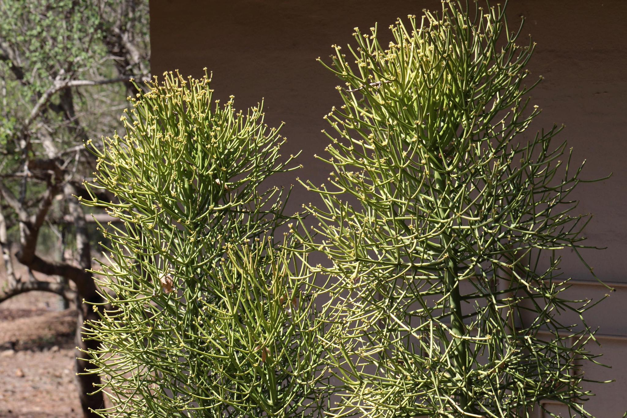 Euphorbia tirucalli — reference photo